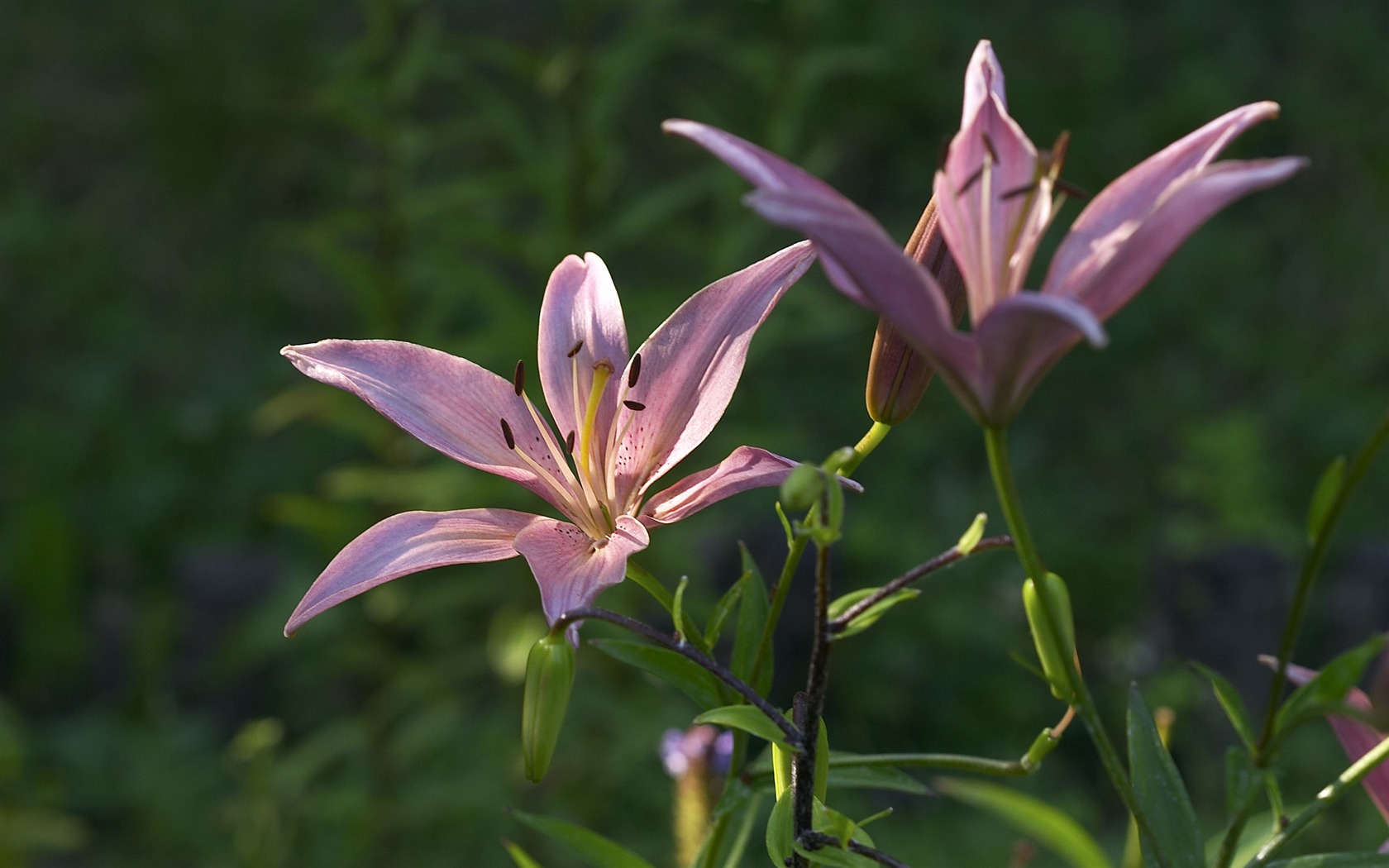 Large Flower Feature Wallpaper (6) #13 - 1680x1050