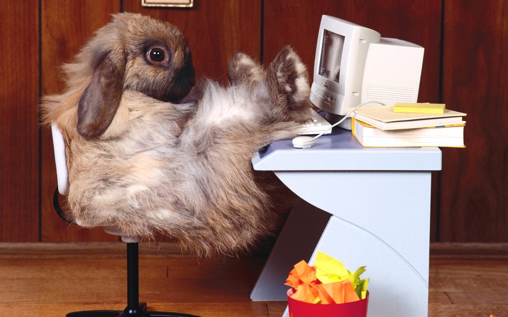 Rabbit Foto tapety (1) #3 - 1680x1050