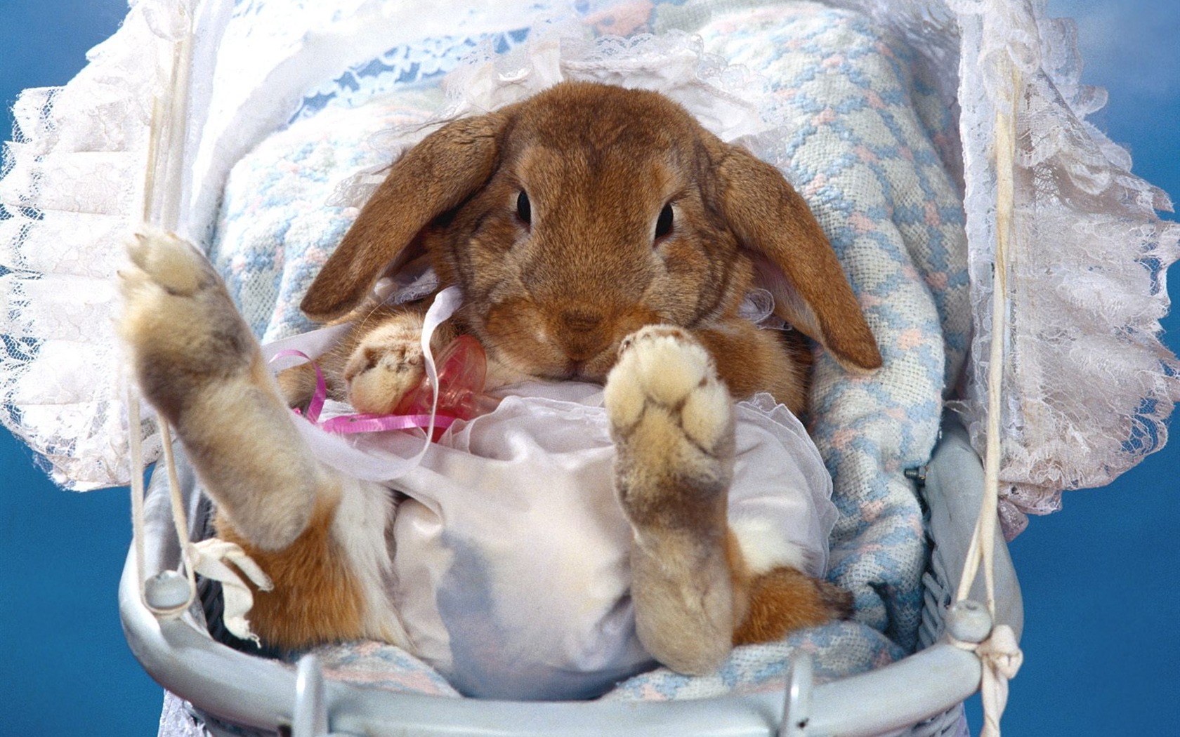 Rabbit Foto tapety (1) #7 - 1680x1050
