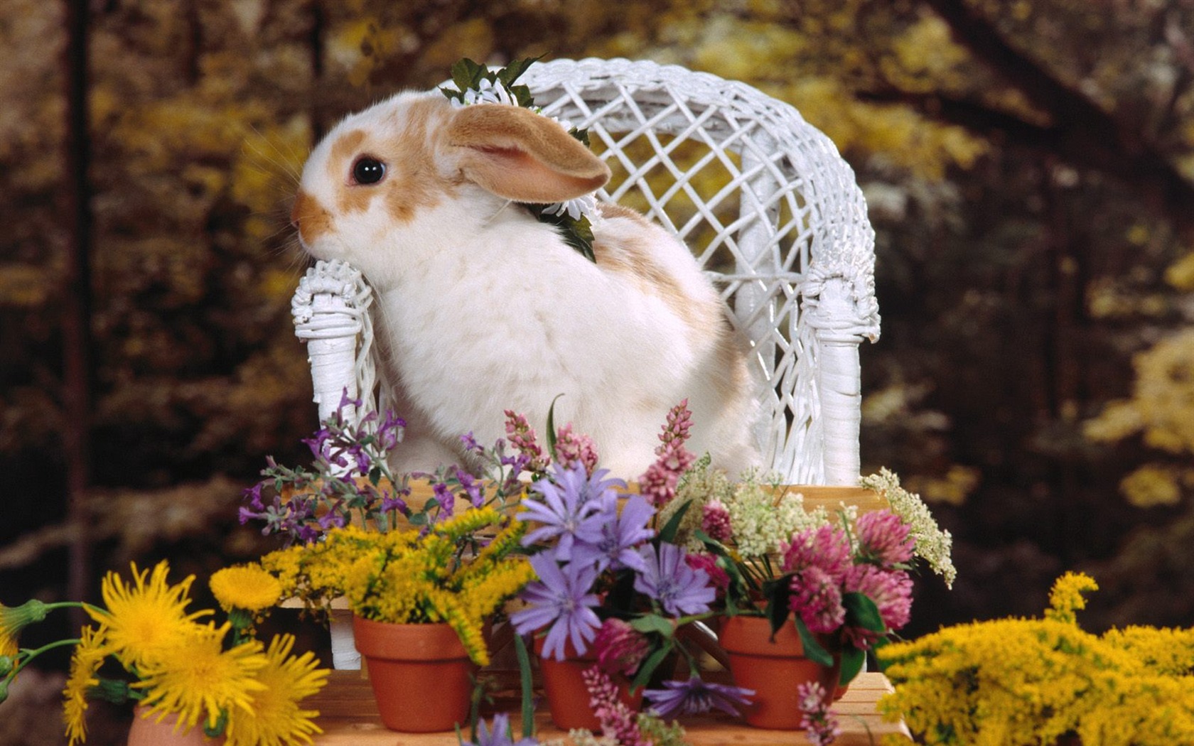Rabbit Foto tapety (1) #8 - 1680x1050