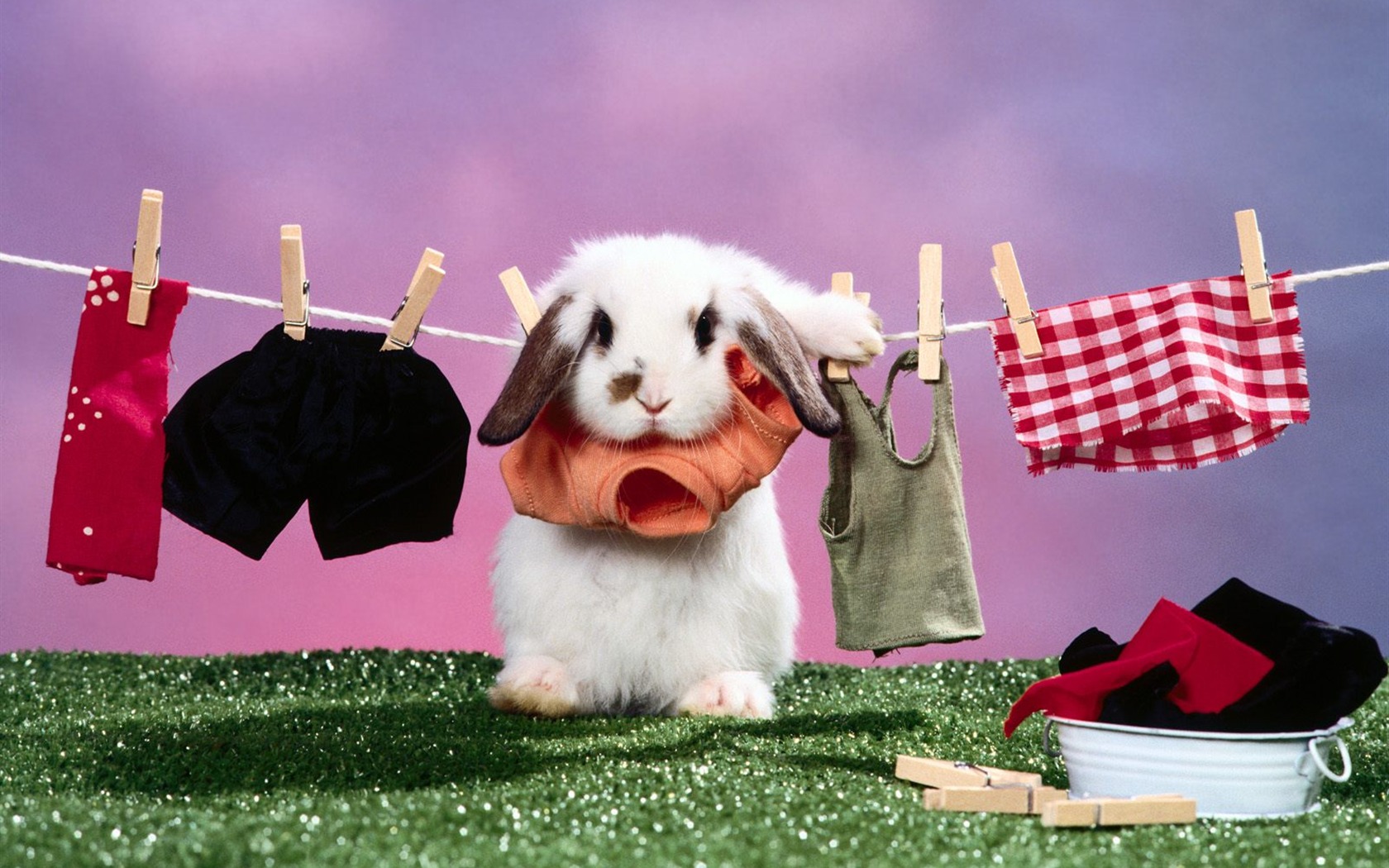 Rabbit Foto tapety (1) #9 - 1680x1050