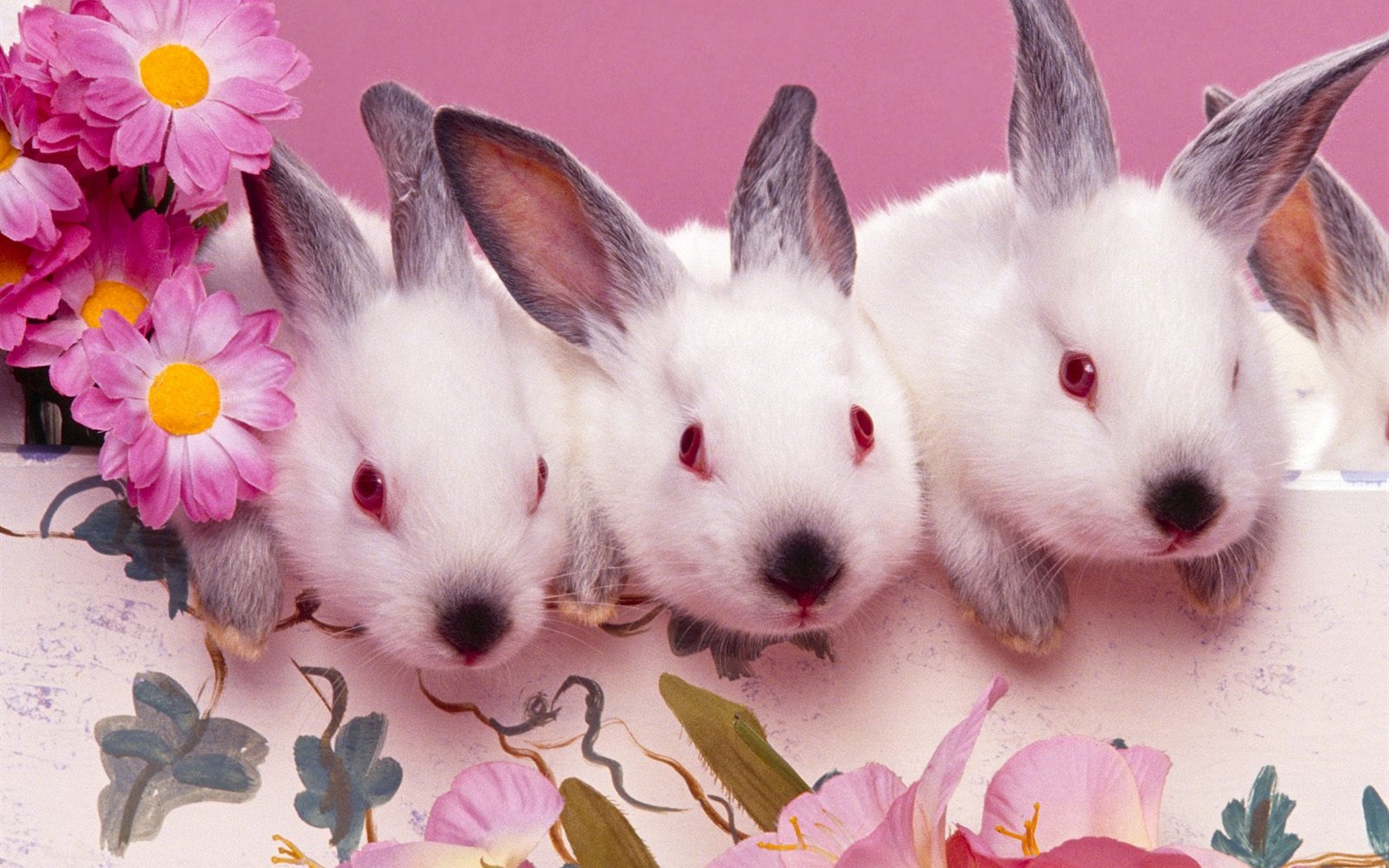 Rabbit Foto tapety (1) #22 - 1680x1050