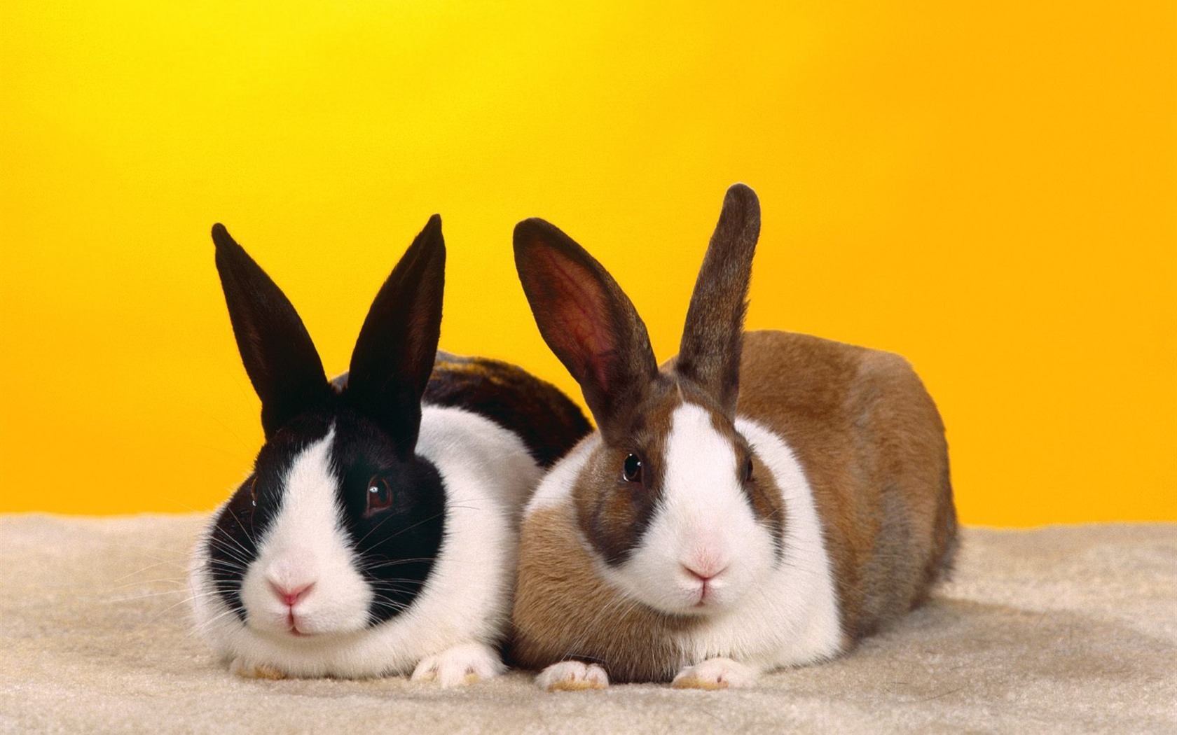 Rabbit Foto tapety (1) #23 - 1680x1050