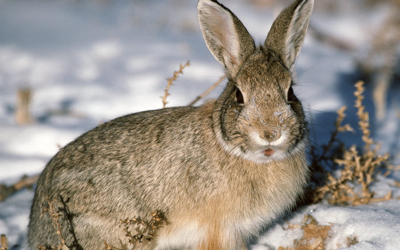 Rabbit Foto tapety (1) #25 - 1680x1050