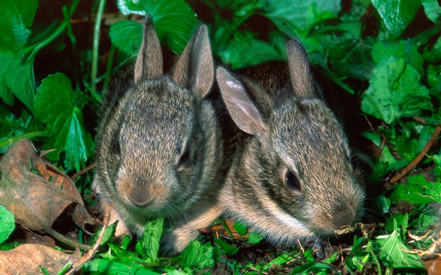 Rabbit Foto tapety (1) #26 - 1680x1050
