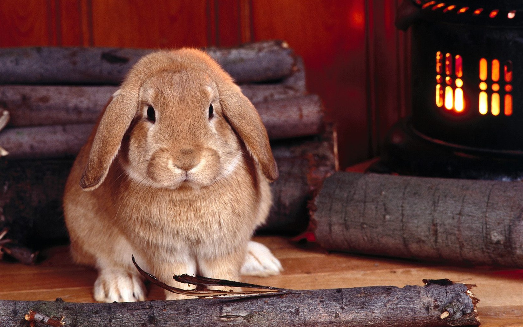 Rabbit Foto tapety (1) #30 - 1680x1050