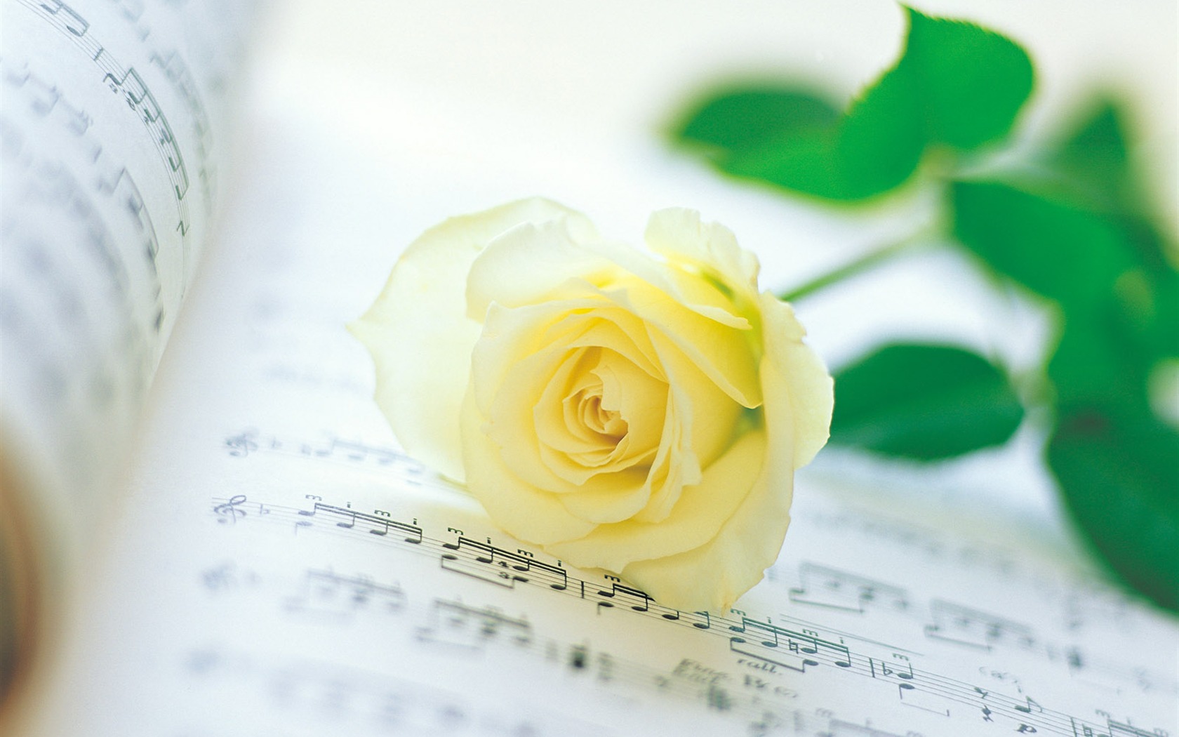 Rose Photo Wallpaper (1) #5 - 1680x1050