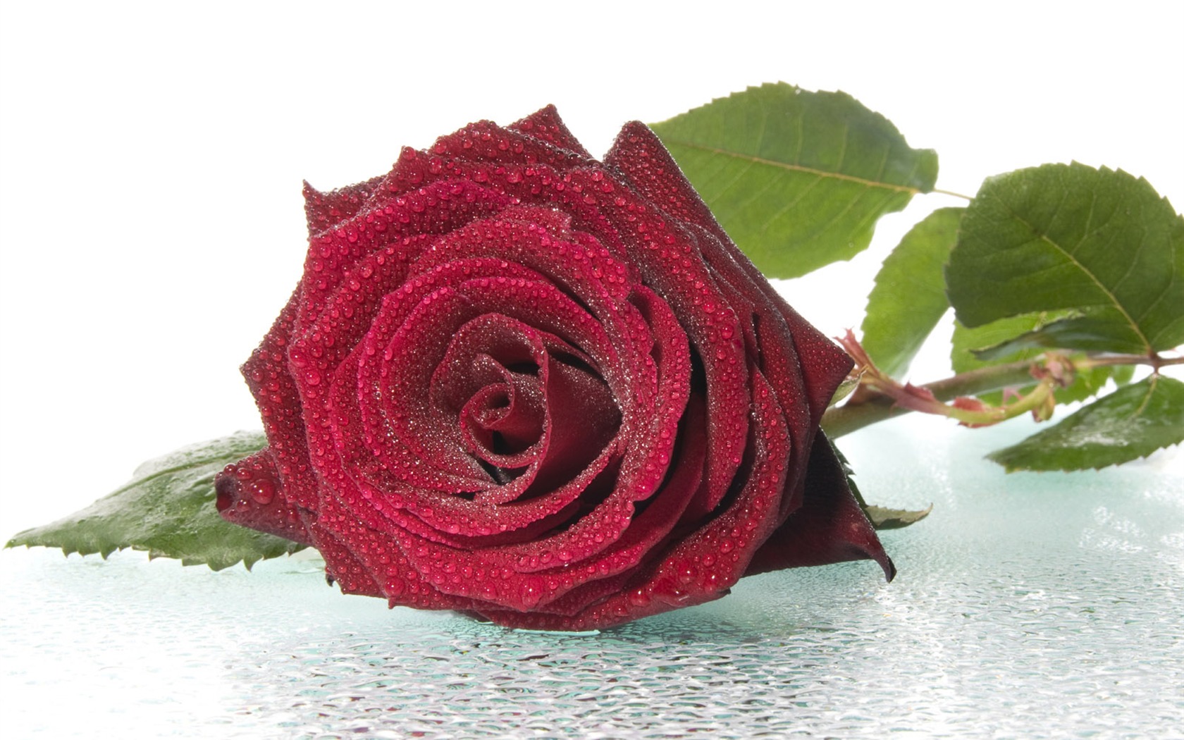 Rose Foto tapety (1) #10 - 1680x1050