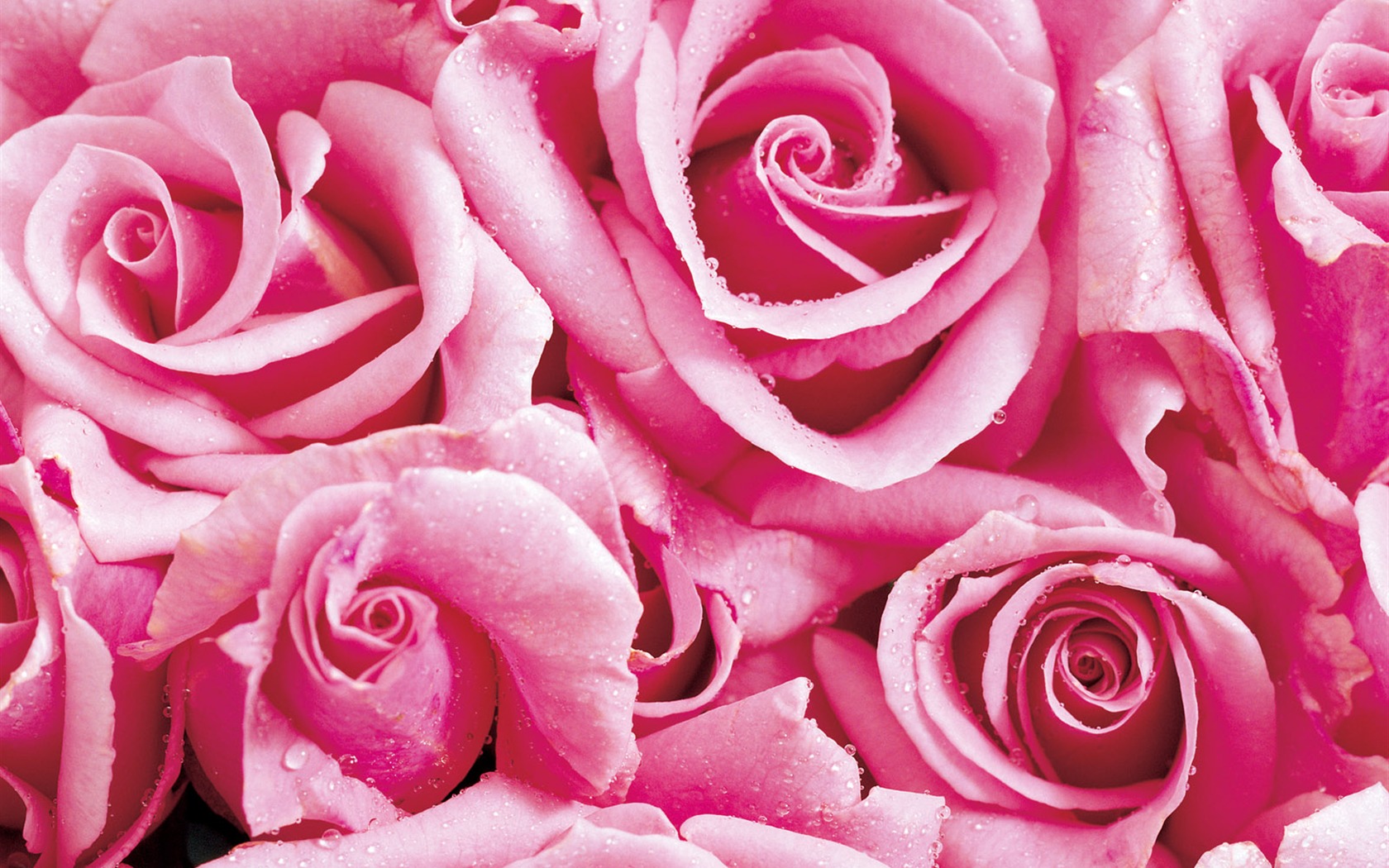 Rose Foto tapety (1) #17 - 1680x1050