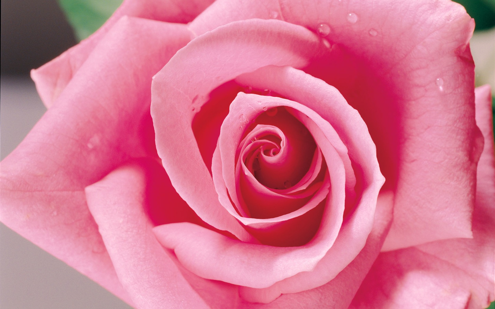 Rose Photo Wallpaper (1) #19 - 1680x1050