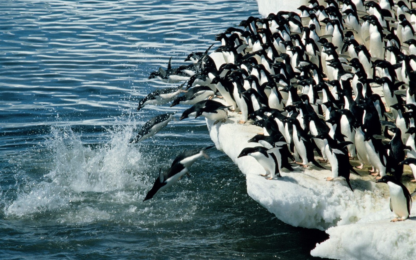 Penguin Foto Wallpaper #3 - 1680x1050