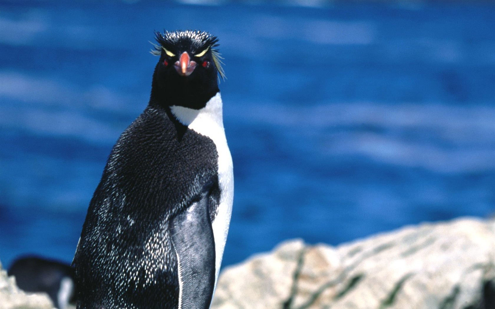 Penguin Foto Wallpaper #11 - 1680x1050