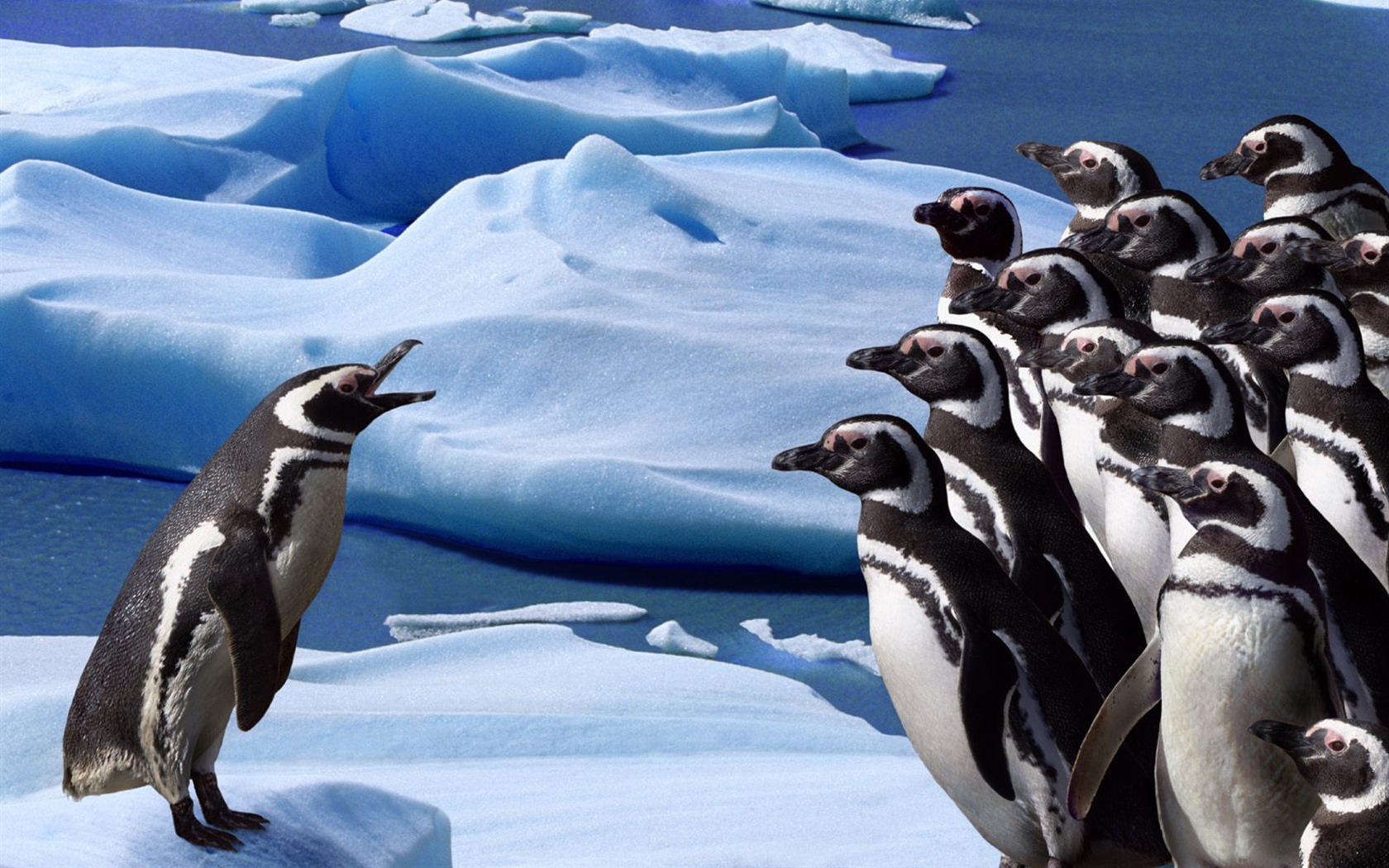 Penguin Photo Wallpaper #19 - 1680x1050