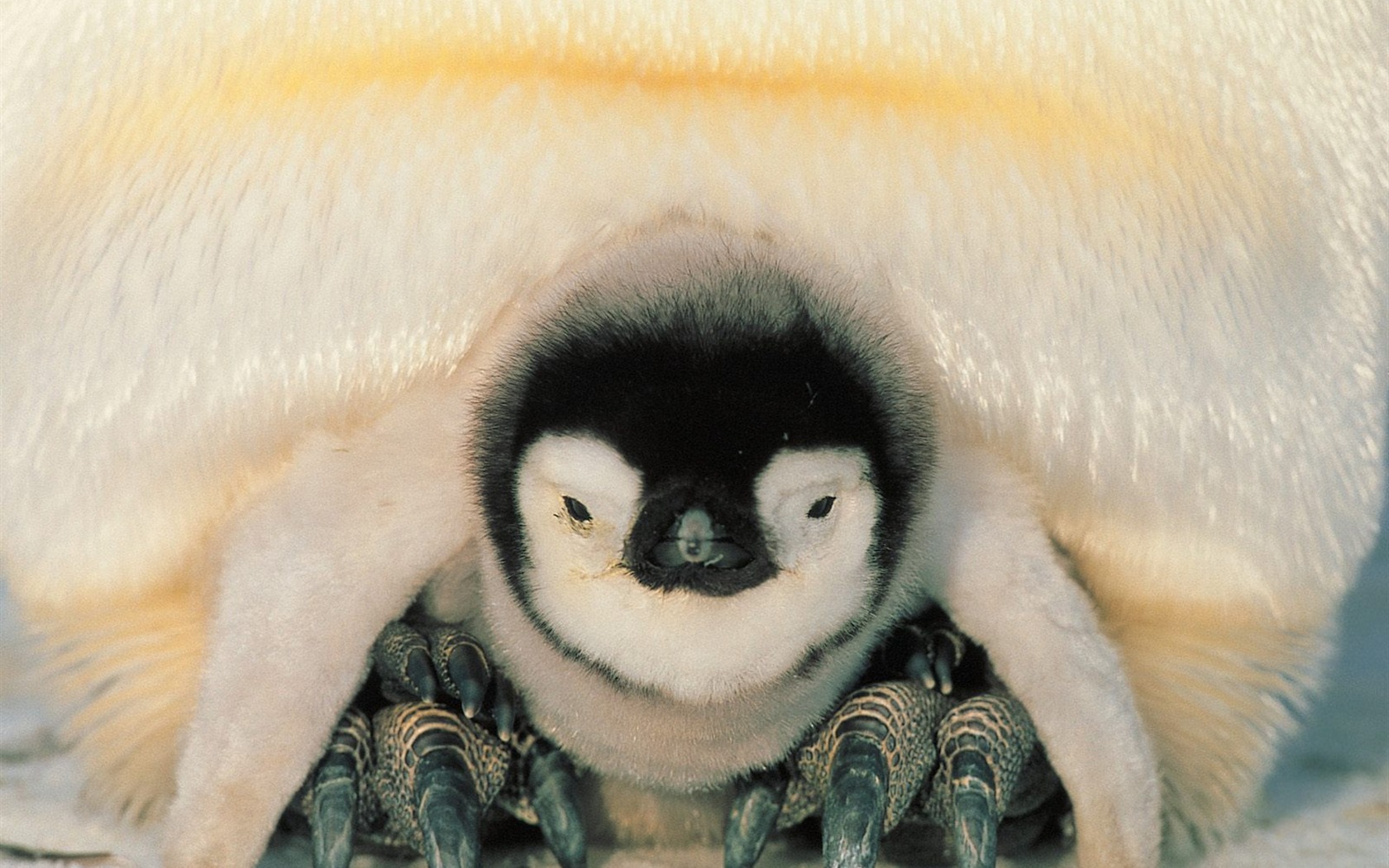Penguin Foto Wallpaper #29 - 1680x1050