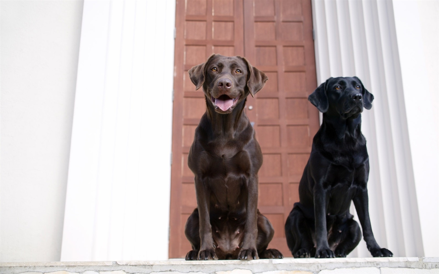 Puppy Foto HD Tapety na plochu (4) #2 - 1680x1050