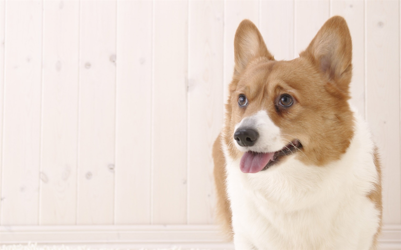 Puppy Foto HD Tapety na plochu (4) #4 - 1680x1050