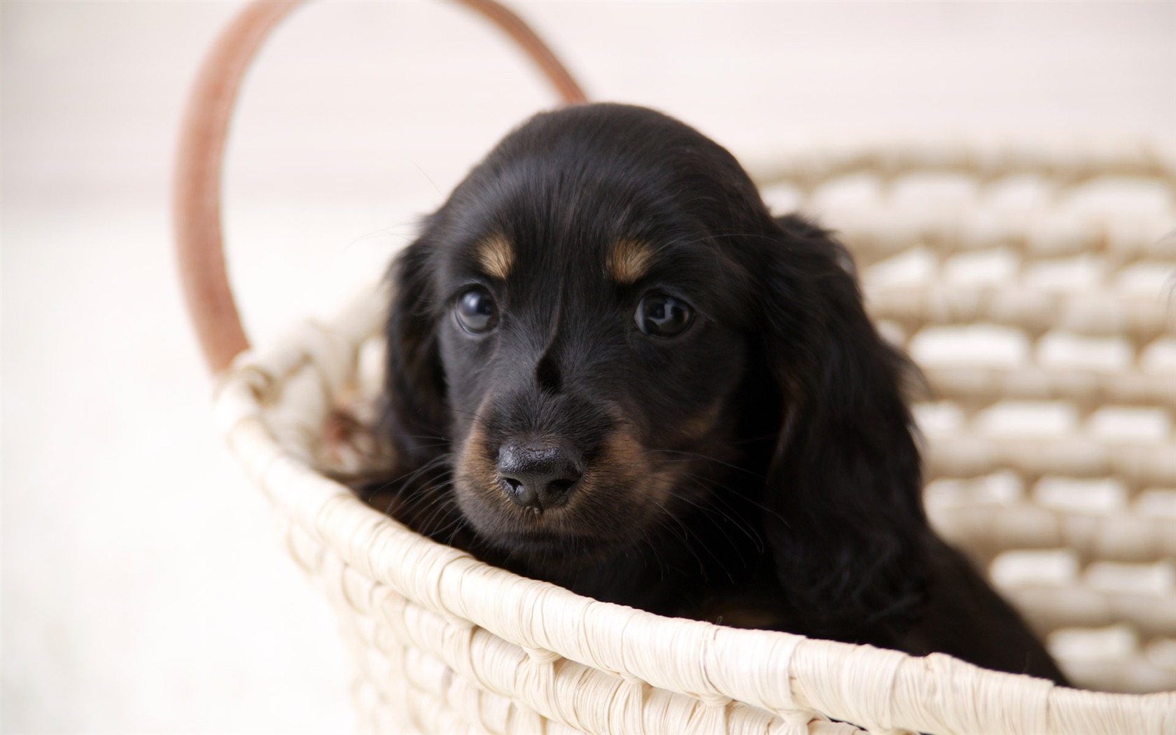 Puppy Foto HD Tapety na plochu (4) #9 - 1680x1050