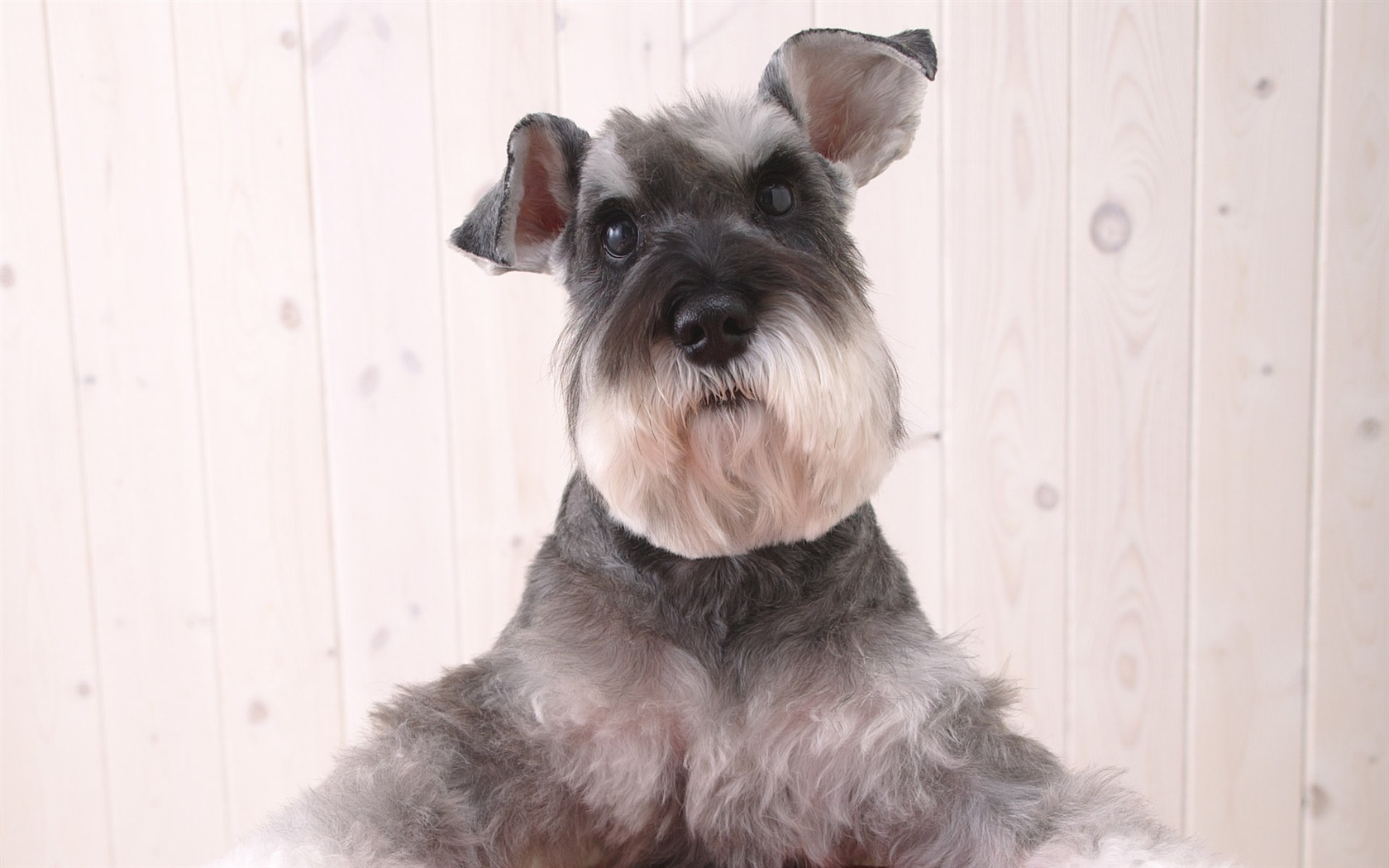 Puppy Foto HD Tapety na plochu (4) #12 - 1680x1050