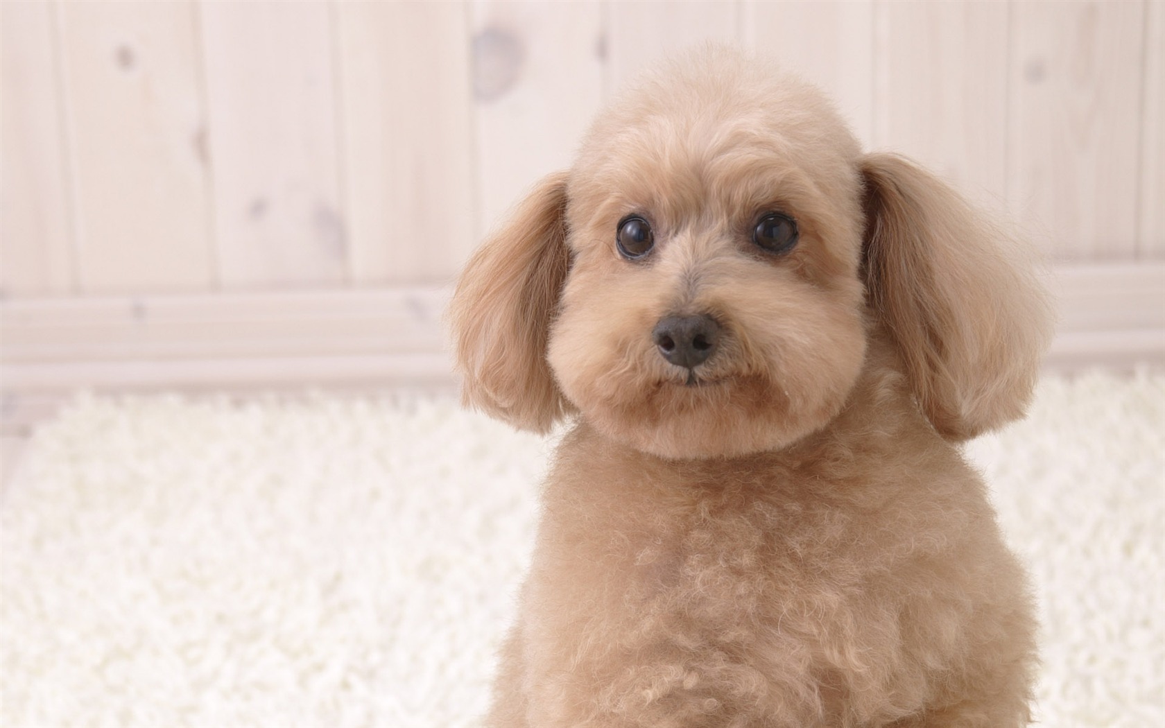 Puppy Foto HD Tapety na plochu (4) #13 - 1680x1050