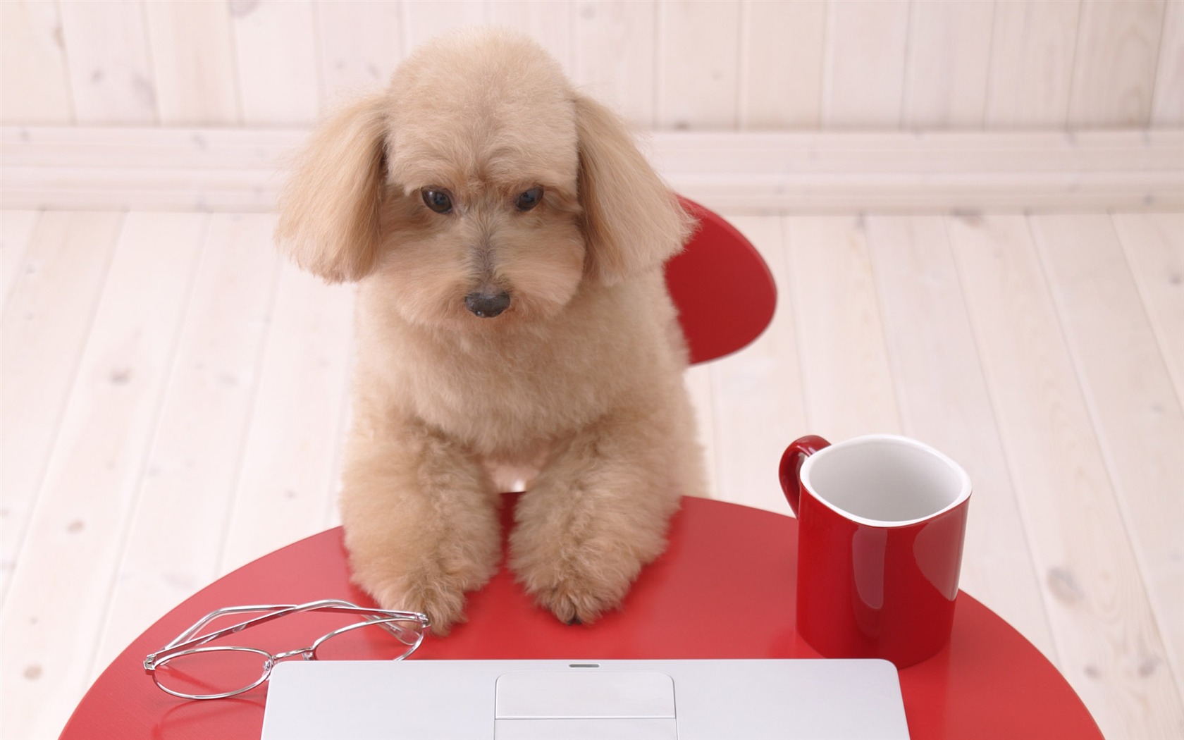 Puppy Foto HD Tapety na plochu (4) #14 - 1680x1050