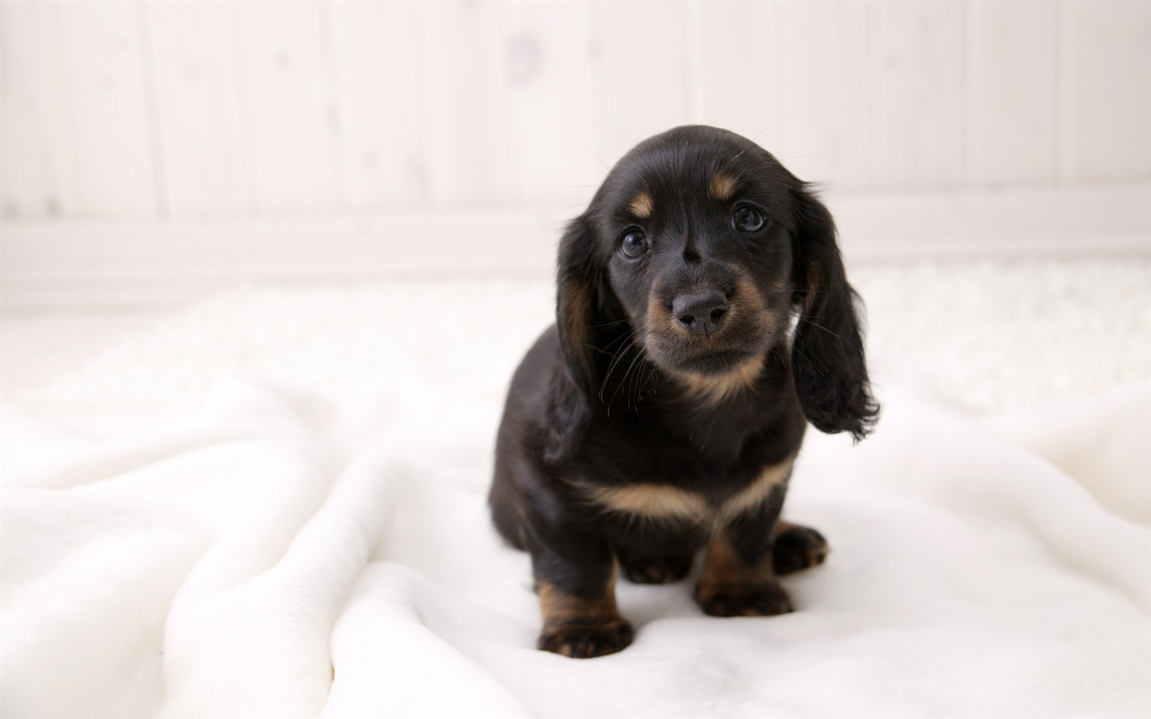 Puppy Photo HD wallpapers (4) #18 - 1680x1050
