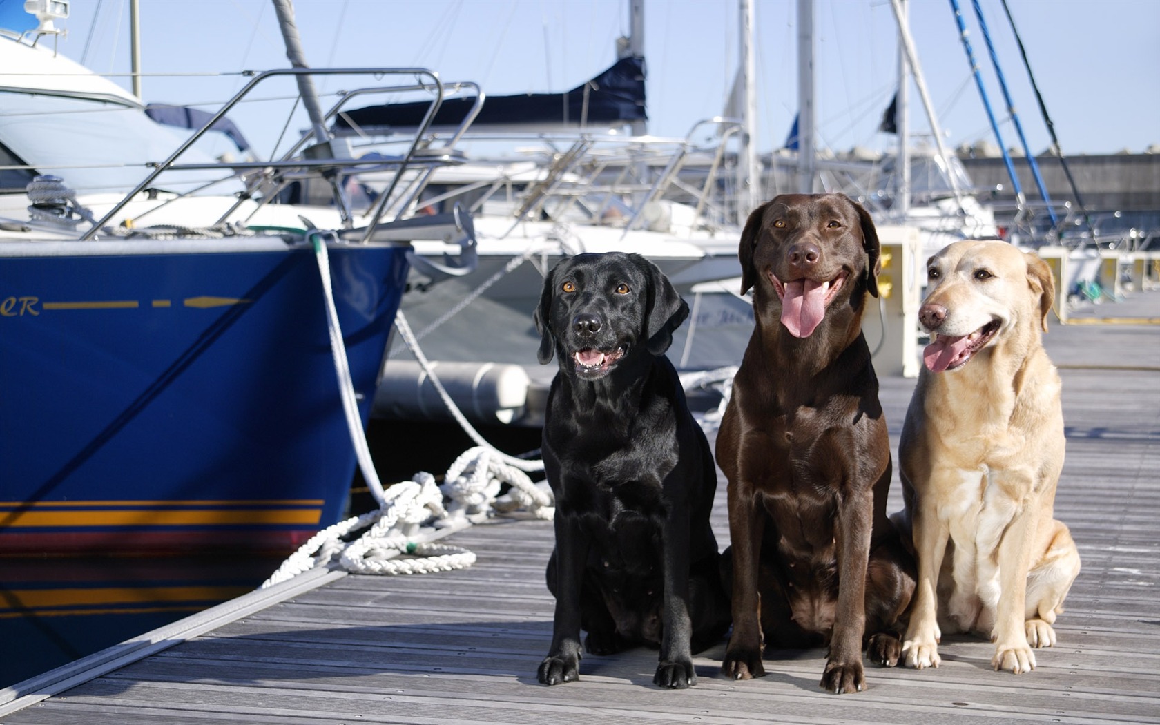 Puppy Foto HD Tapety na plochu (5) #5 - 1680x1050