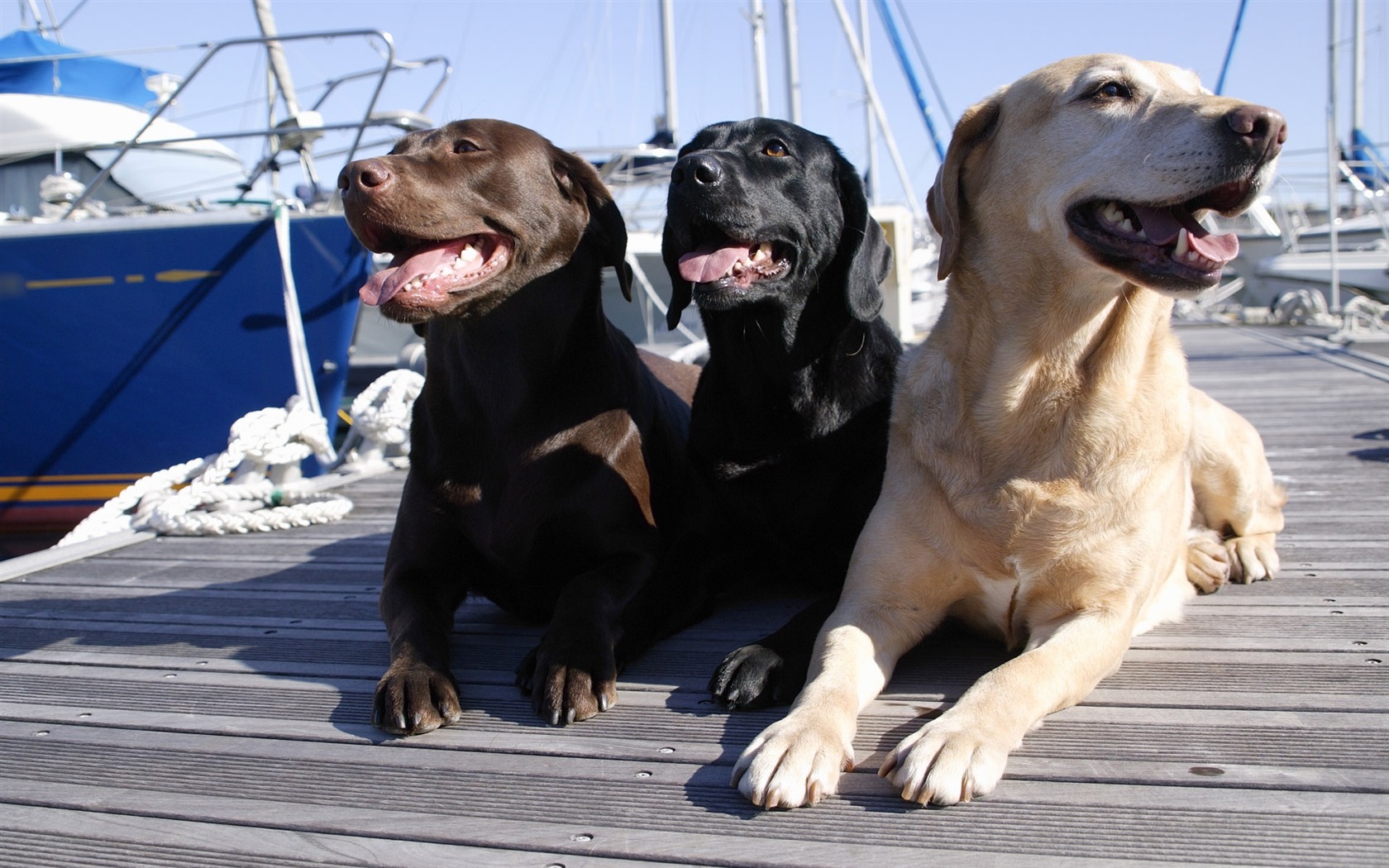 Puppy Foto HD Tapety na plochu (5) #6 - 1680x1050