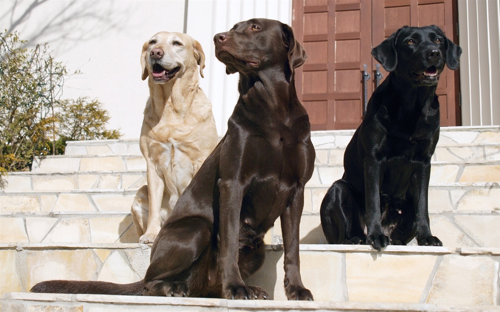 Puppy Foto HD Tapety na plochu (5) #7 - 1680x1050