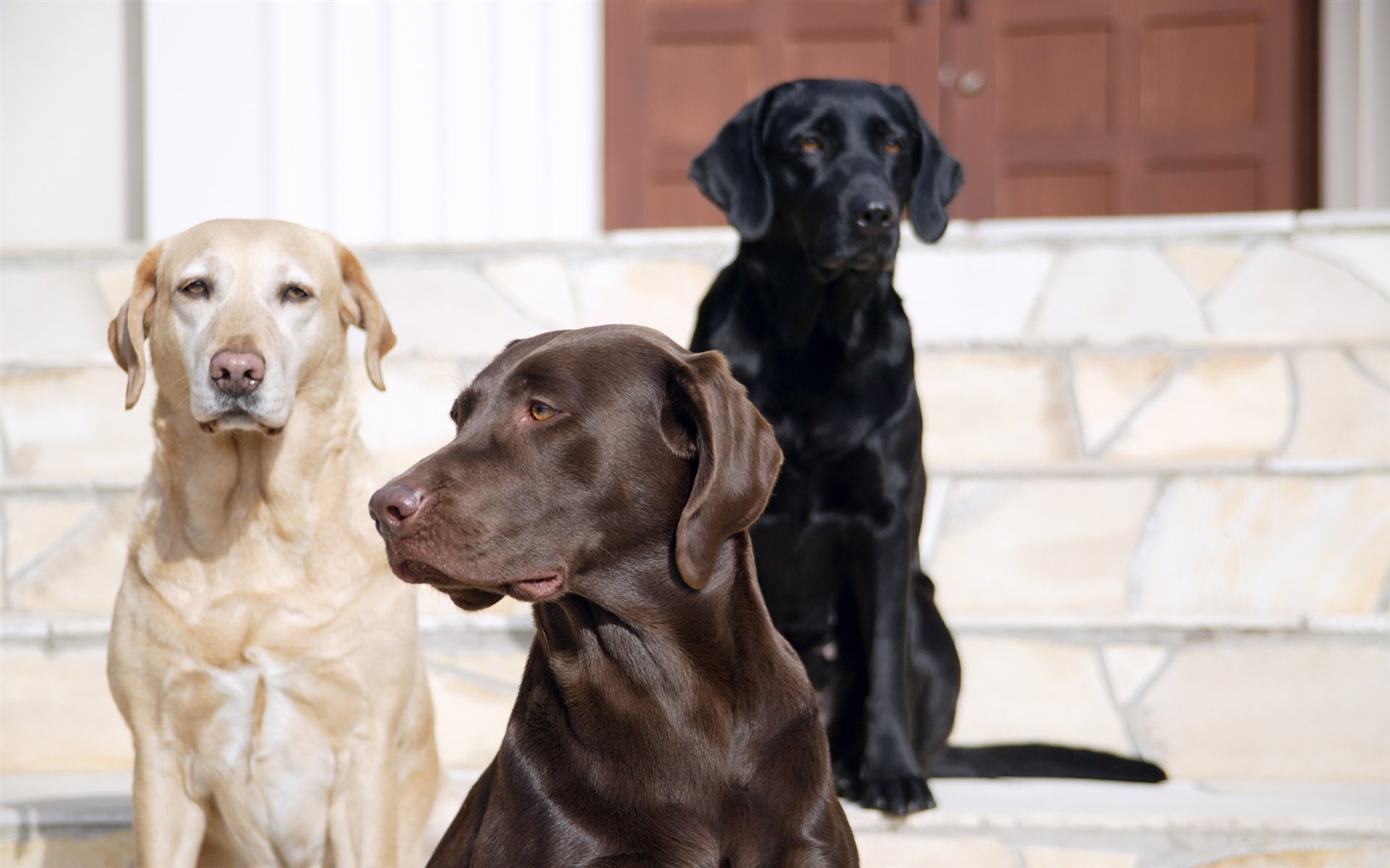 Puppy Foto HD Tapety na plochu (5) #8 - 1680x1050