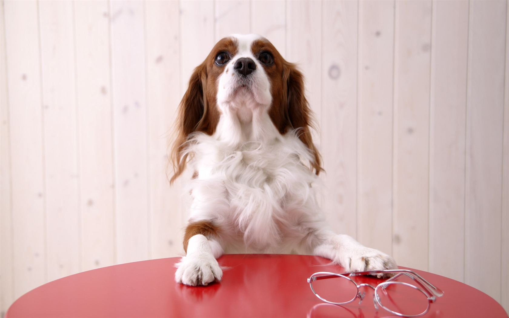 Puppy Foto HD Tapety na plochu (5) #14 - 1680x1050