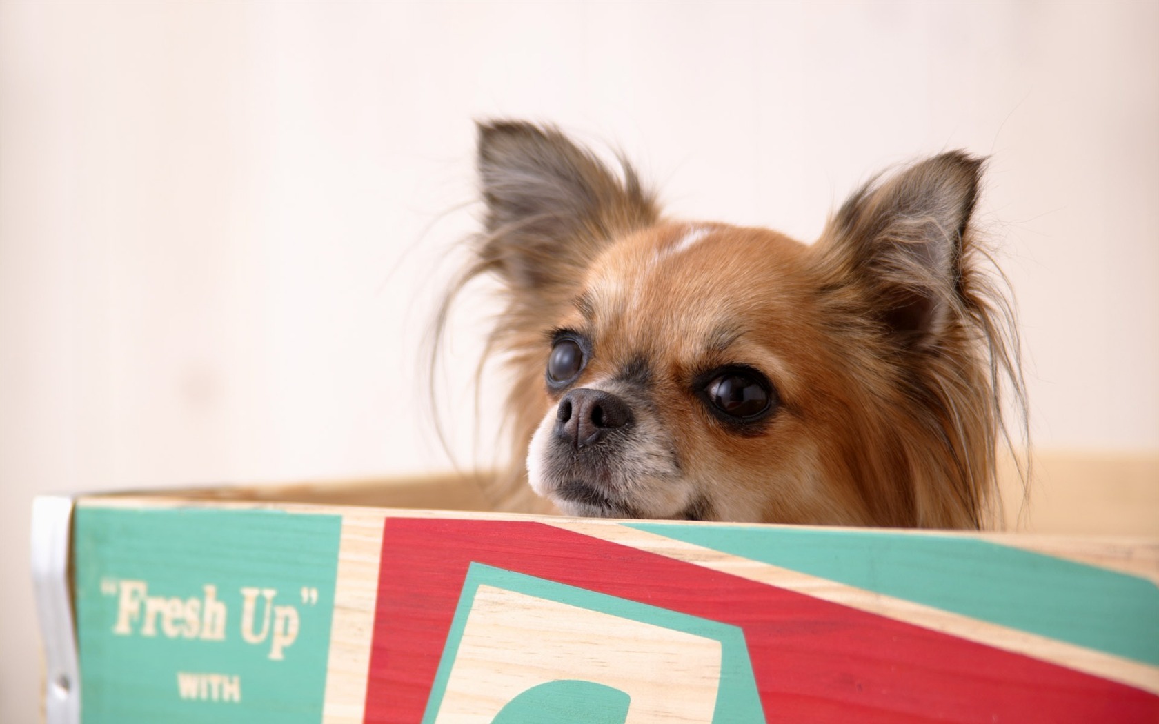 Puppy Foto HD Tapety na plochu (5) #17 - 1680x1050