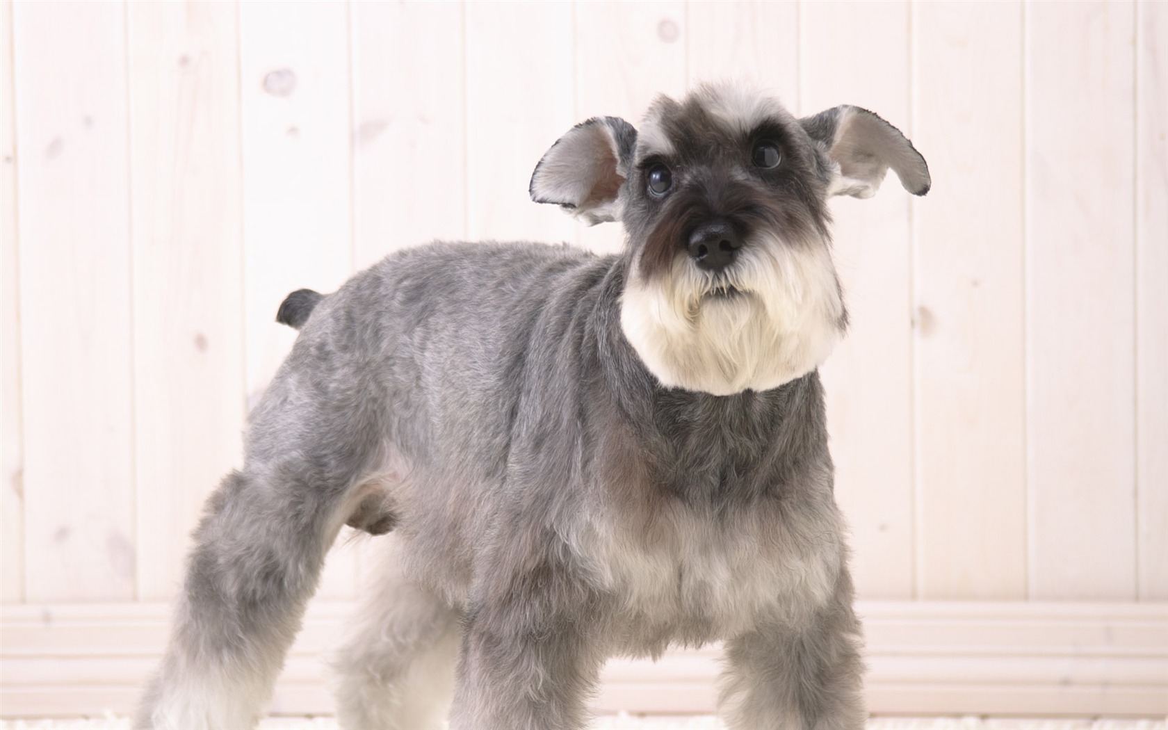 Puppy Photo HD wallpapers (5) #20 - 1680x1050