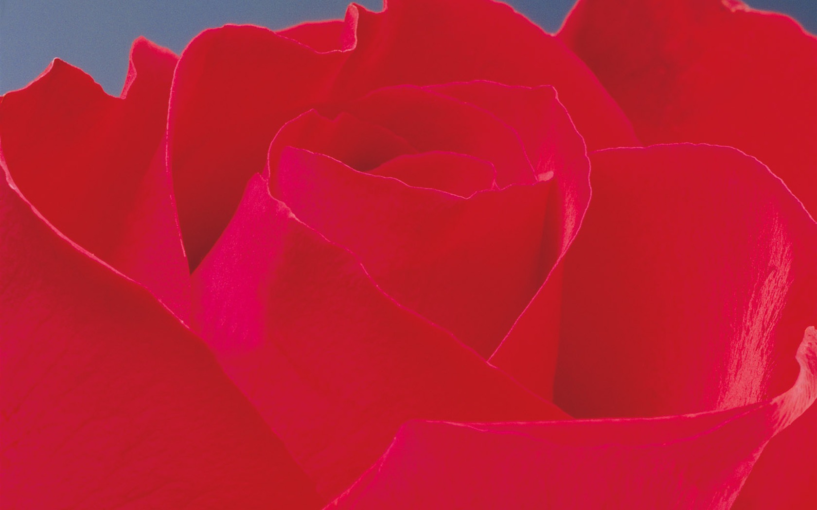 Rose Foto tapety (2) #9 - 1680x1050