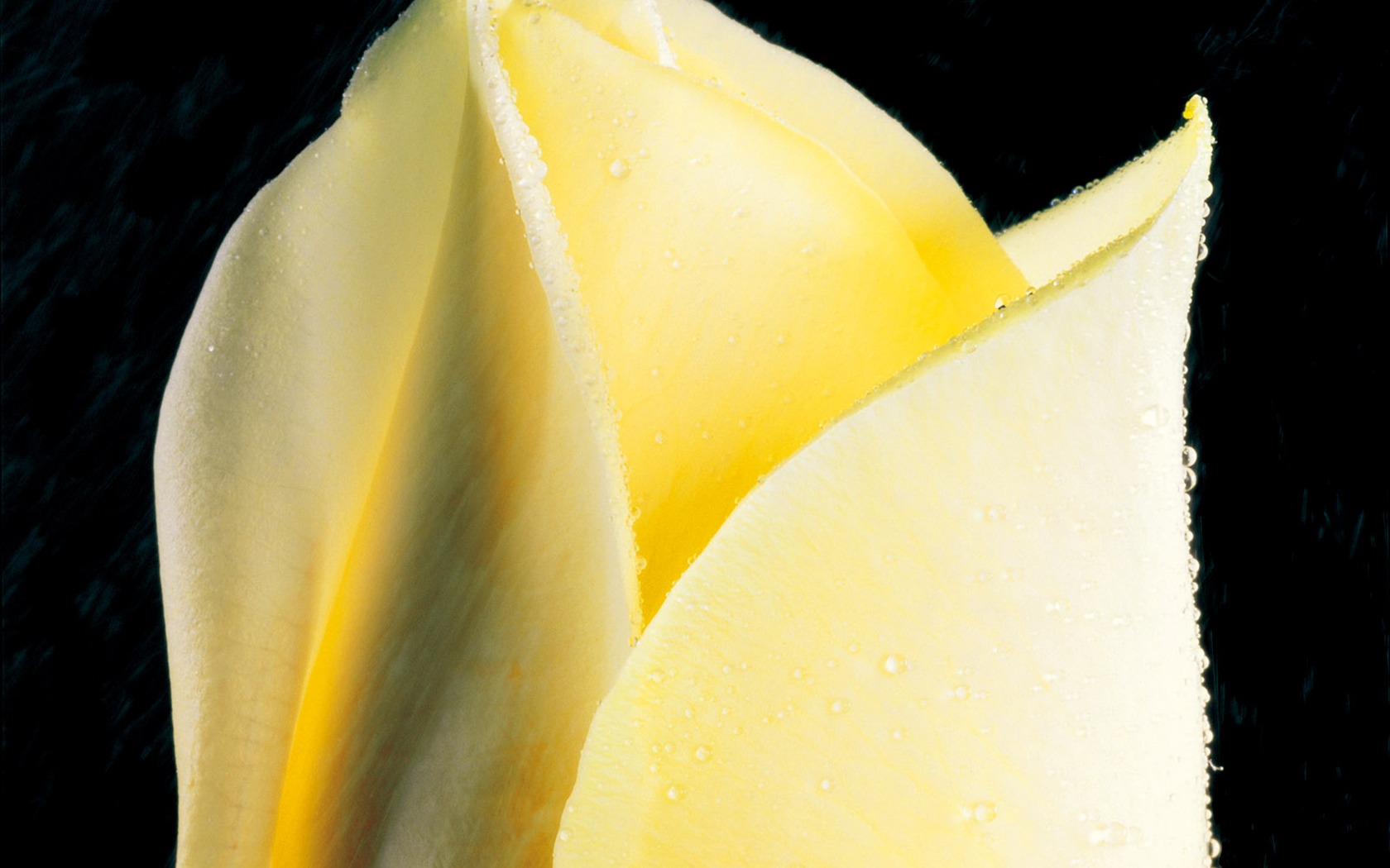 Rose Photo Wallpaper (2) #12 - 1680x1050