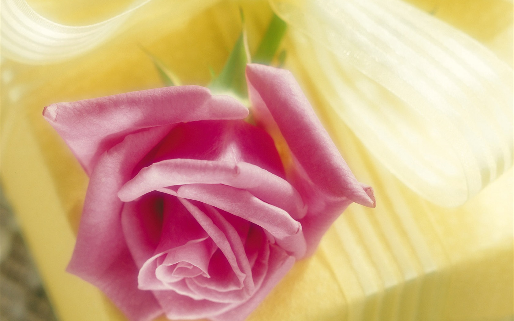 Rose Photo Wallpaper (2) #14 - 1680x1050