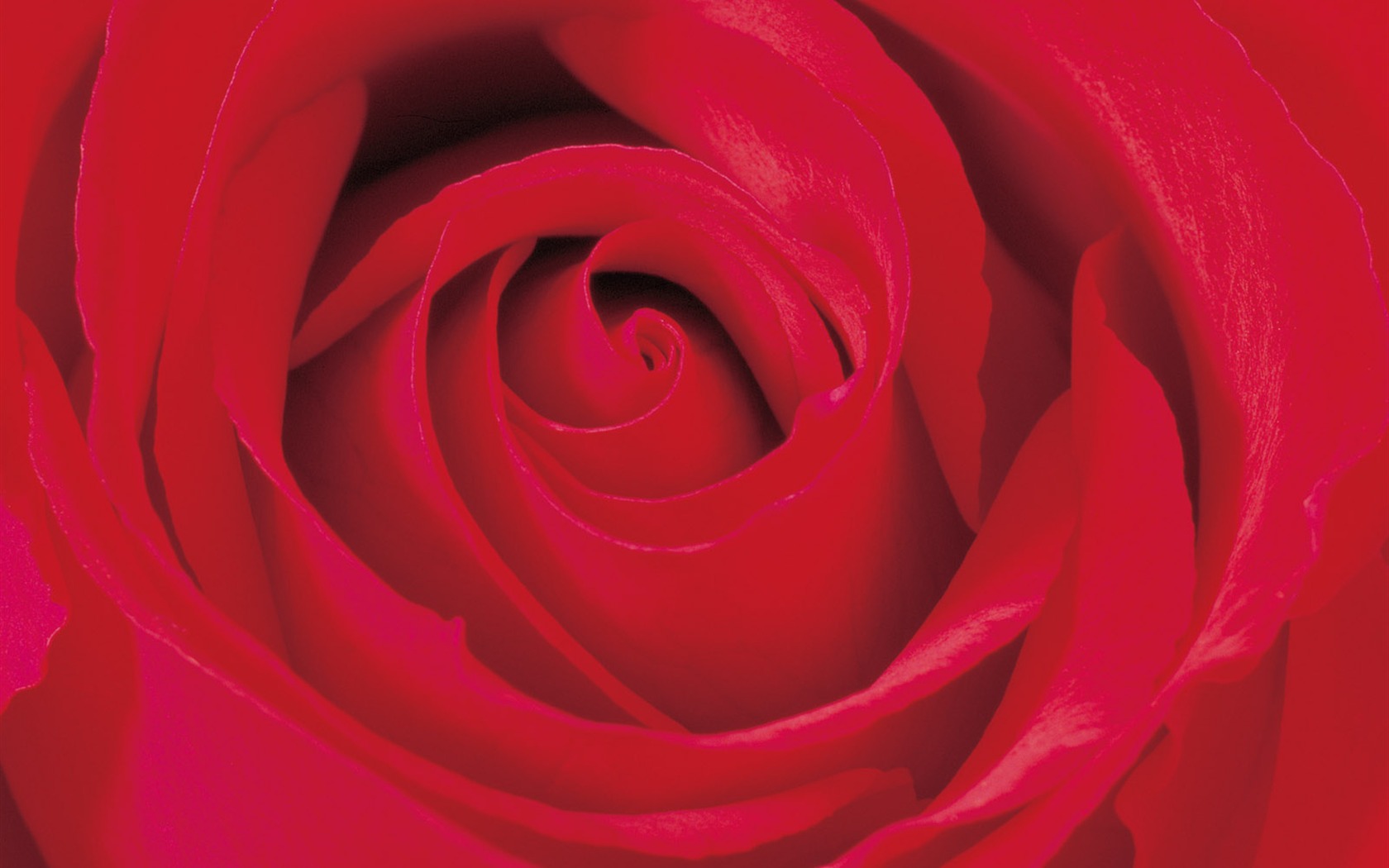 Rose Photo Wallpaper (2) #19 - 1680x1050