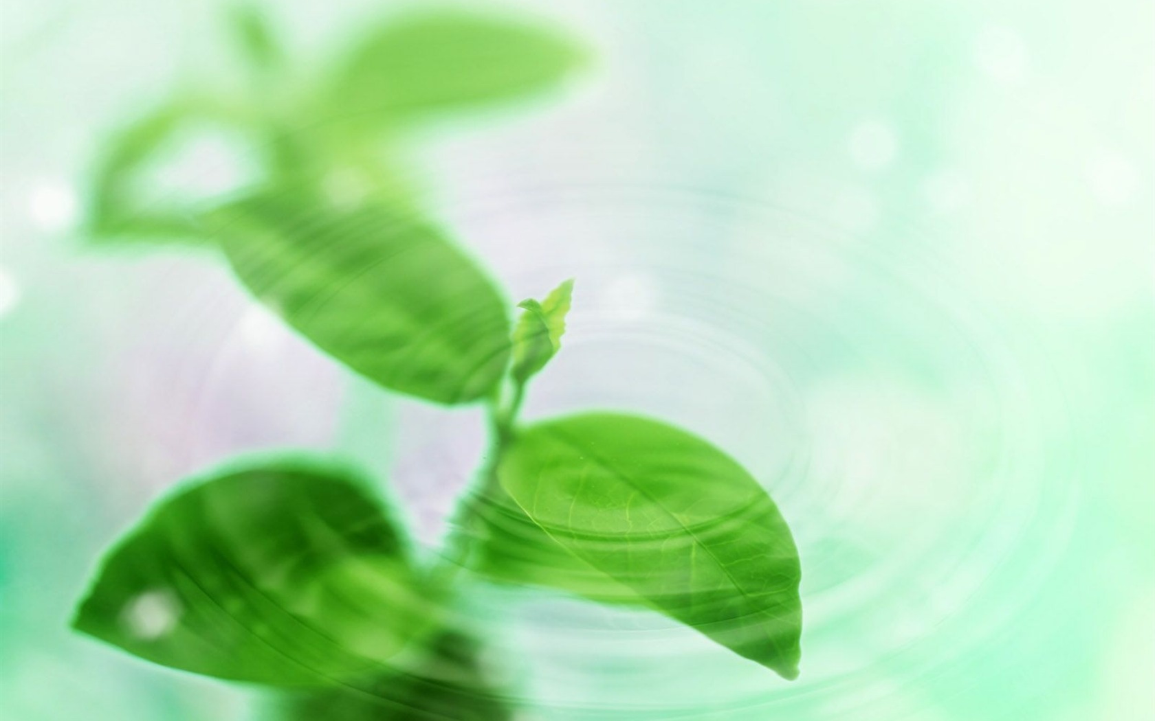 Watermark fresh green leaf wallpaper #3 - 1680x1050