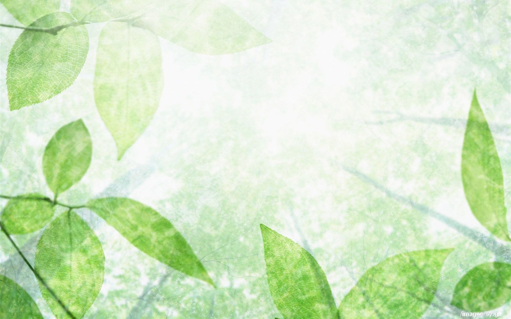 Watermark fresh green leaf wallpaper #11 - 1680x1050