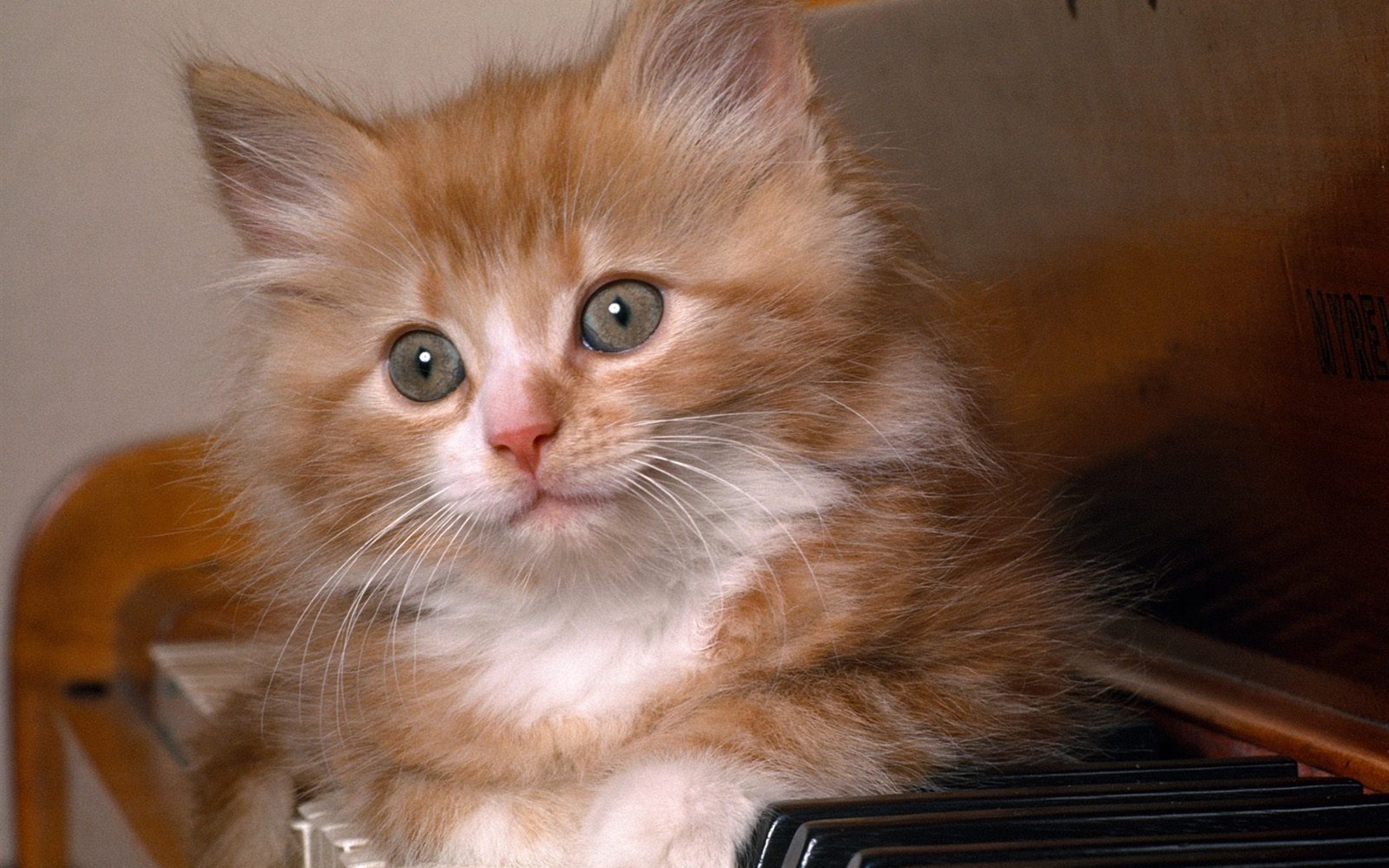 1600 Cat Photo Wallpaper (1) #8 - 1680x1050