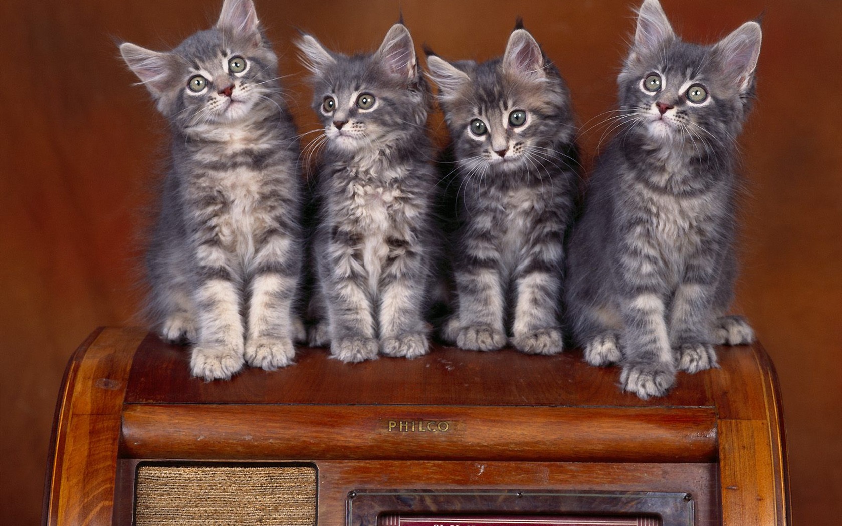 1600 Cat Foto tapety (1) #13 - 1680x1050
