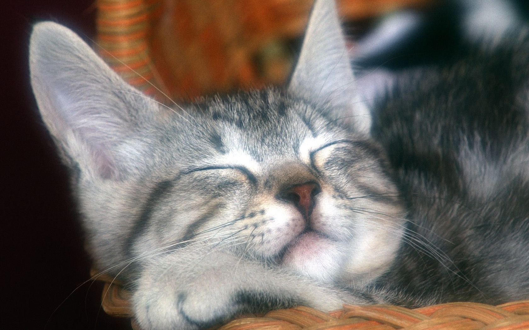 1600 Cat Foto tapety (1) #15 - 1680x1050