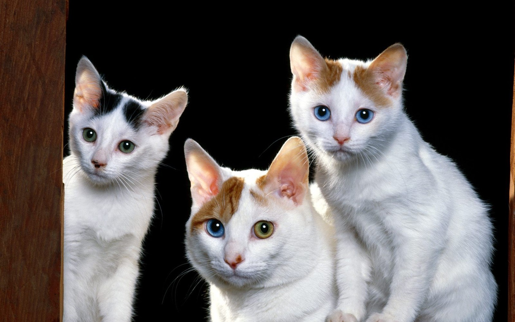 1600 Cat Foto tapety (1) #19 - 1680x1050