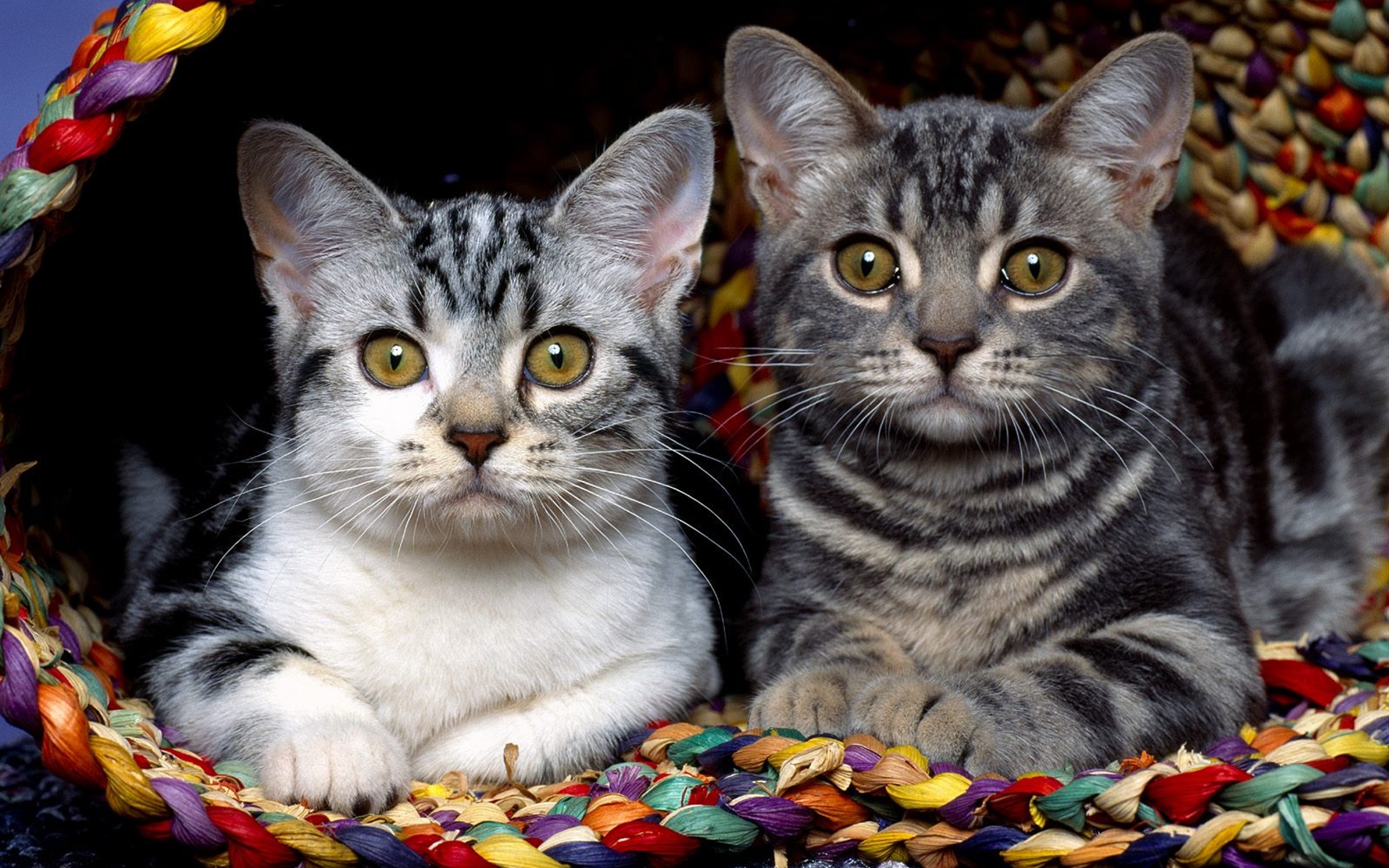 1600 Cat Foto tapety (1) #20 - 1680x1050
