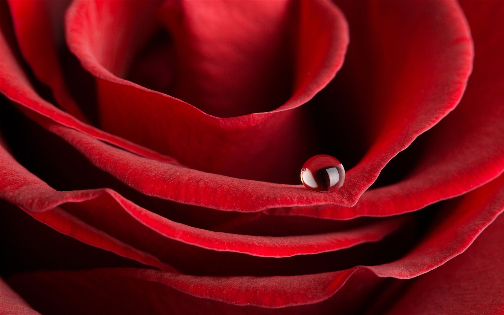 Velké Rose Foto tapety (1) #17 - 1680x1050
