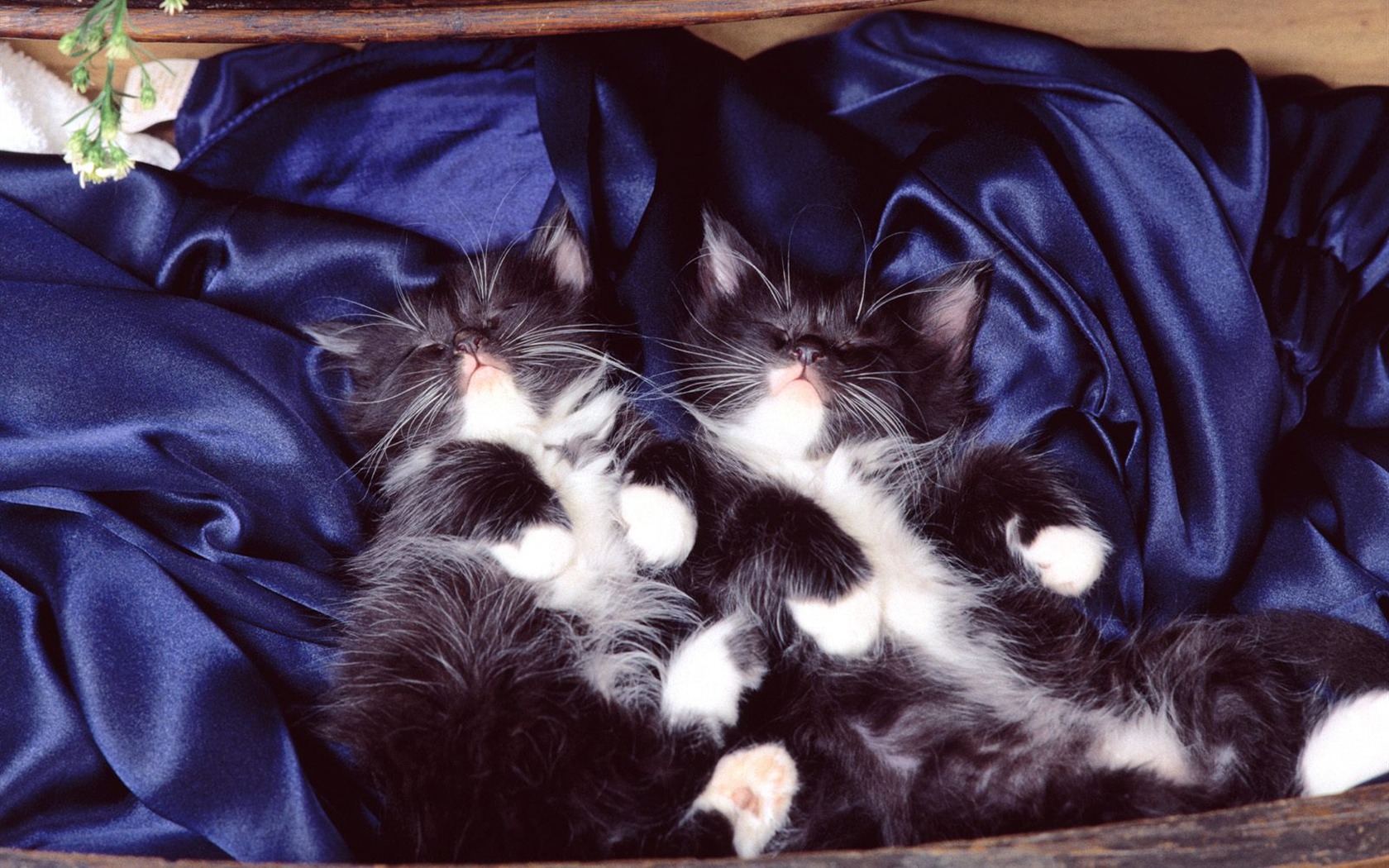 1600 Cat Foto tapety (2) #5 - 1680x1050