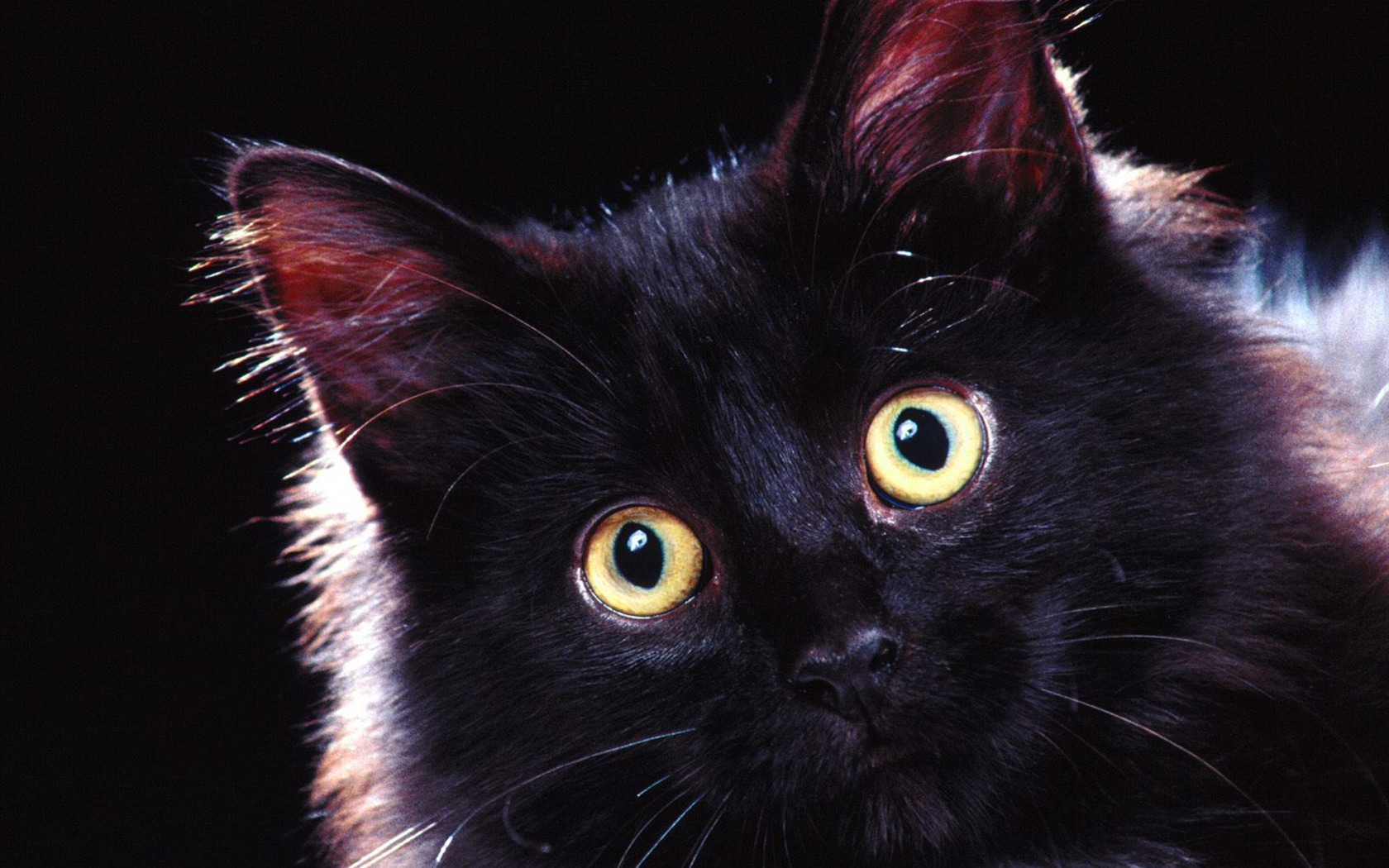 1600 Cat Foto tapety (2) #6 - 1680x1050