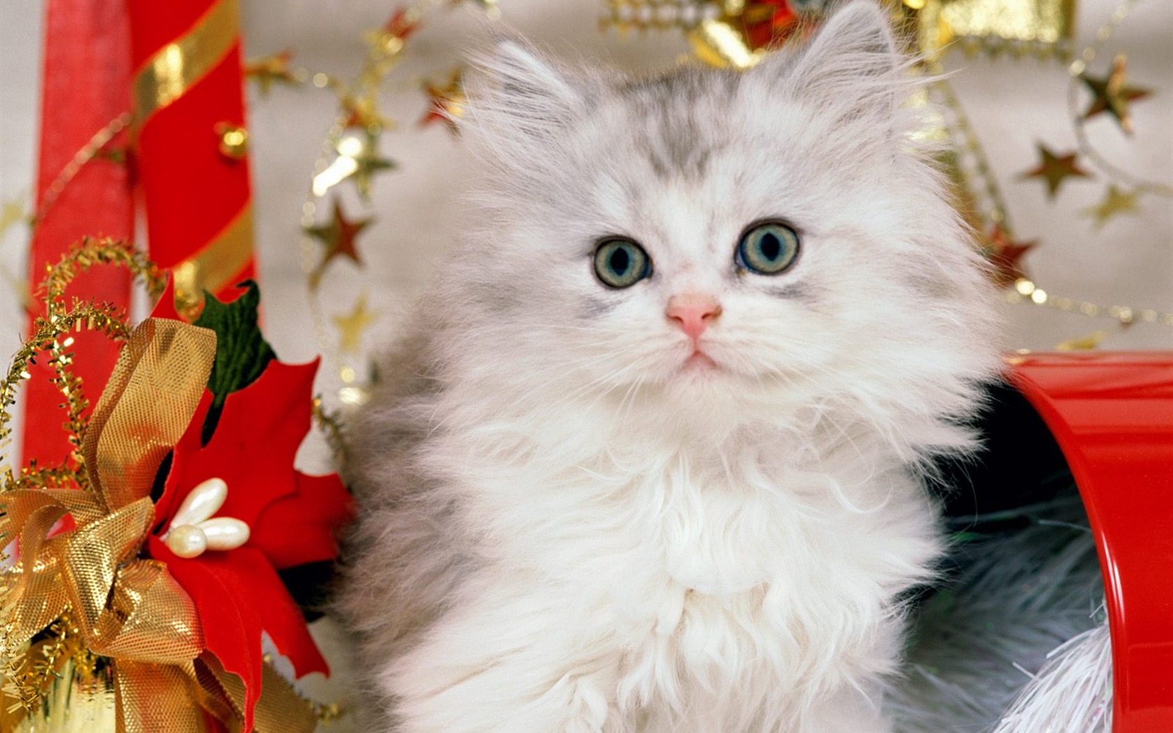 1600 Cat Foto tapety (2) #8 - 1680x1050