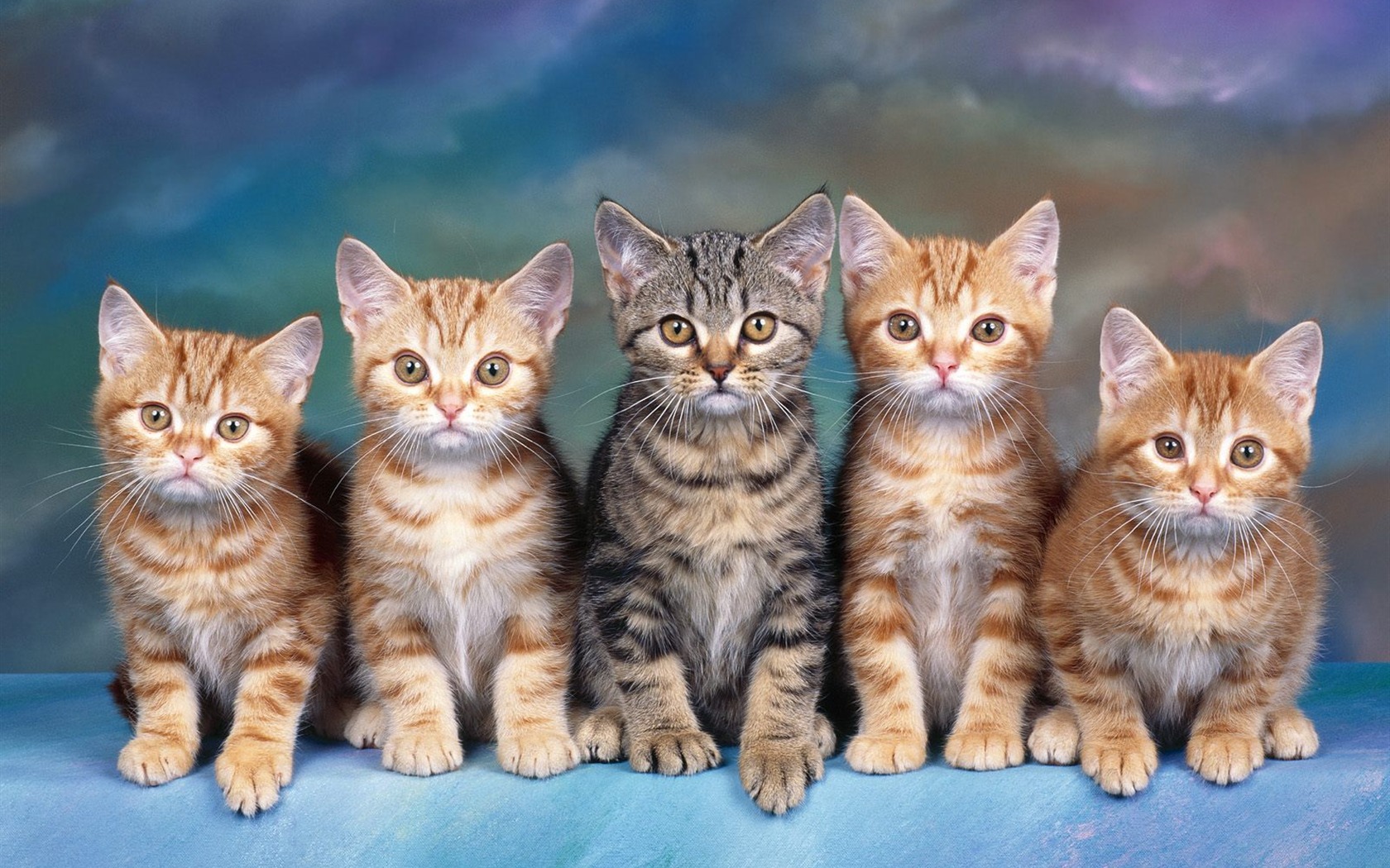 1600 Cat Foto tapety (2) #20 - 1680x1050