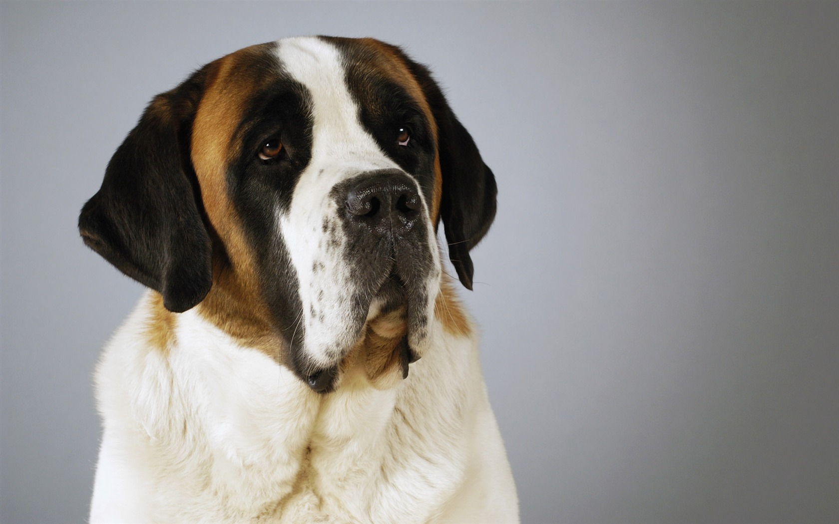 Puppy Photo HD wallpapers (6) #3 - 1680x1050