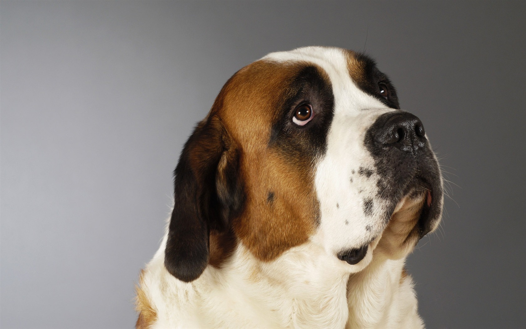 Puppy Photo HD wallpapers (6) #5 - 1680x1050